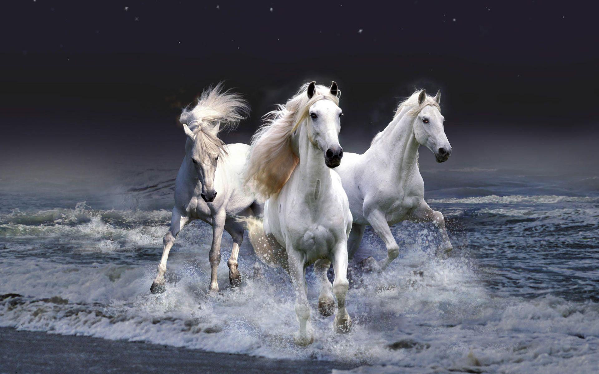 Equestrian Horses HD Wallpaper
