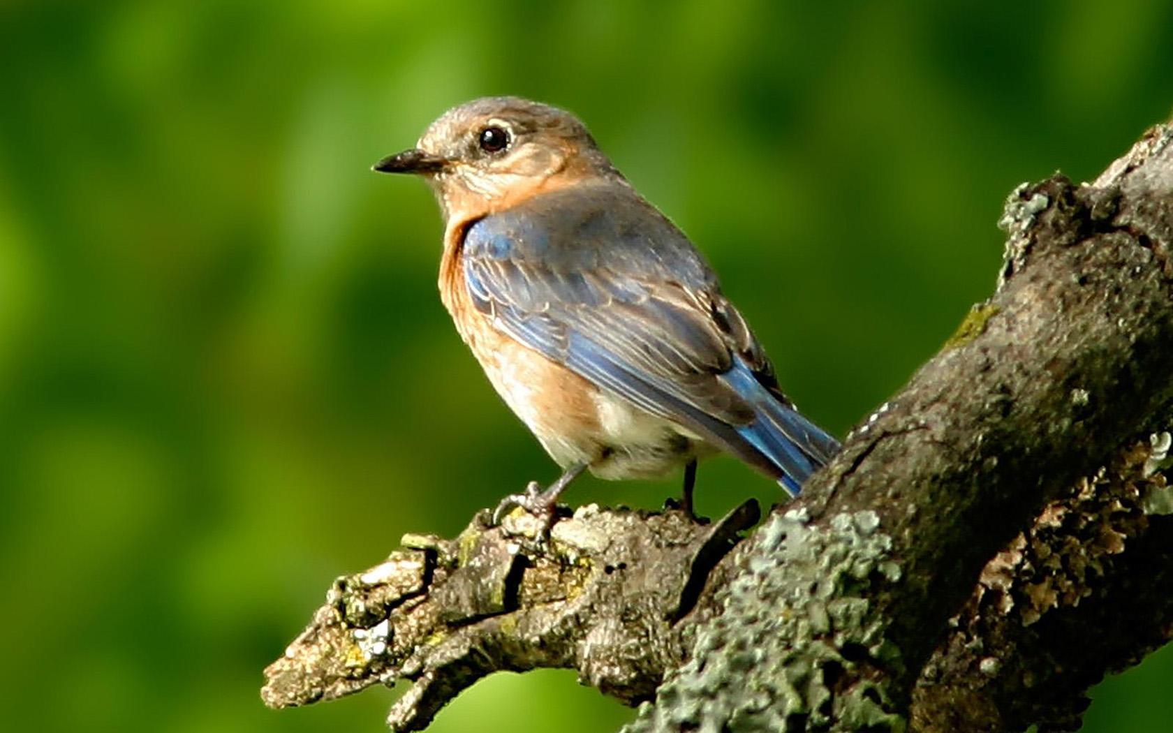 Bird Wallpaper Wallpaper Inn