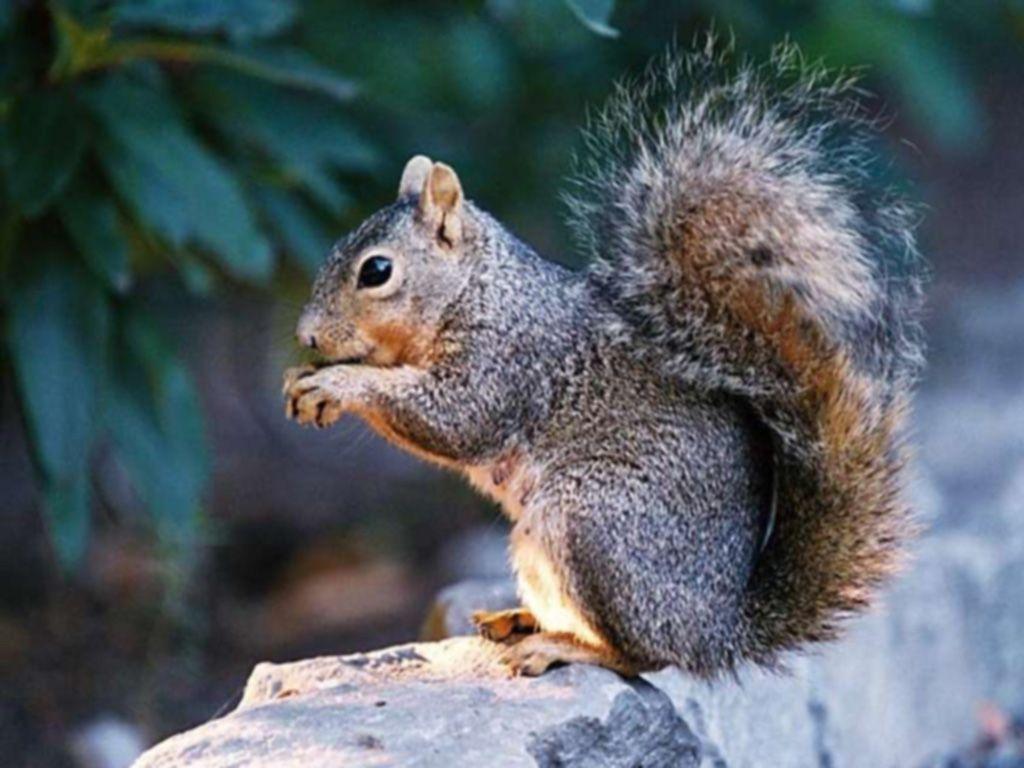 Squirrel animal photos free download 5,810 .jpg files