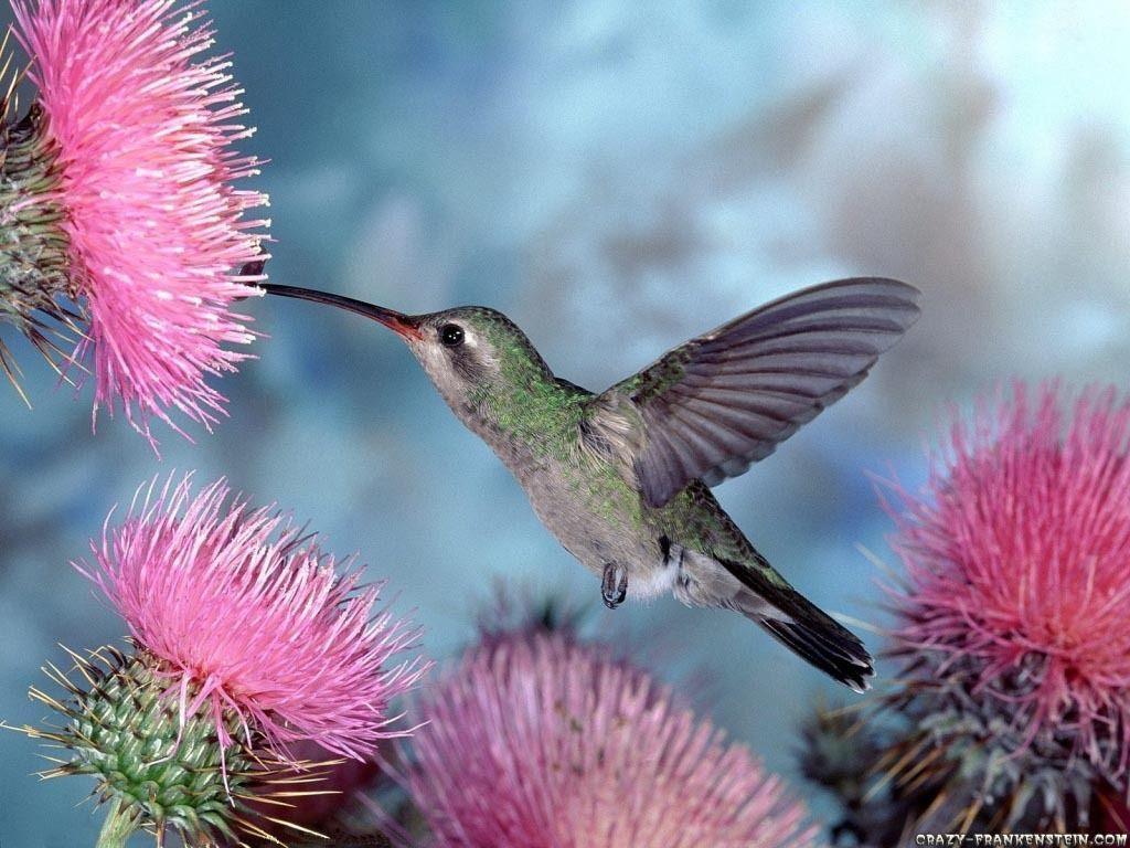 Humming Bird Wallpaper