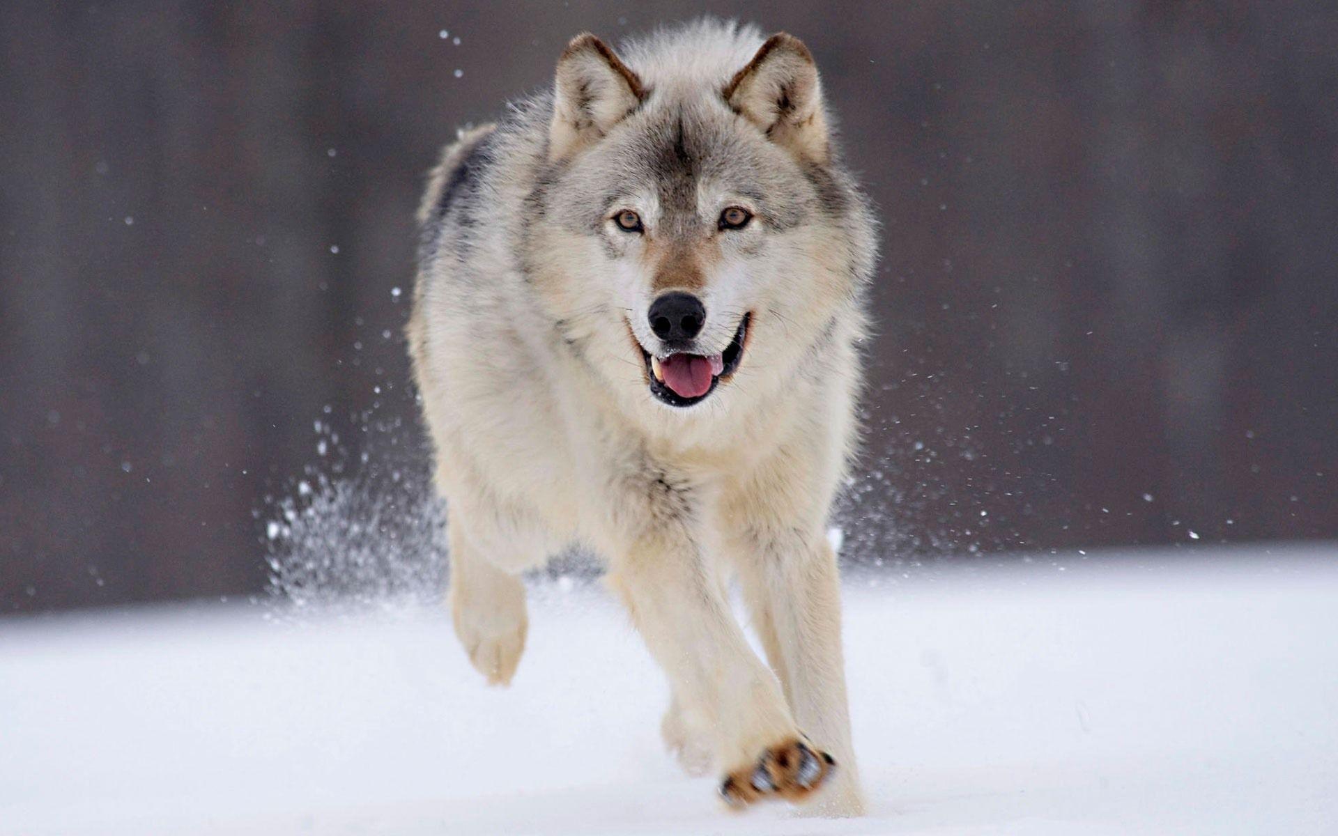 Gray Wolf Free Picture