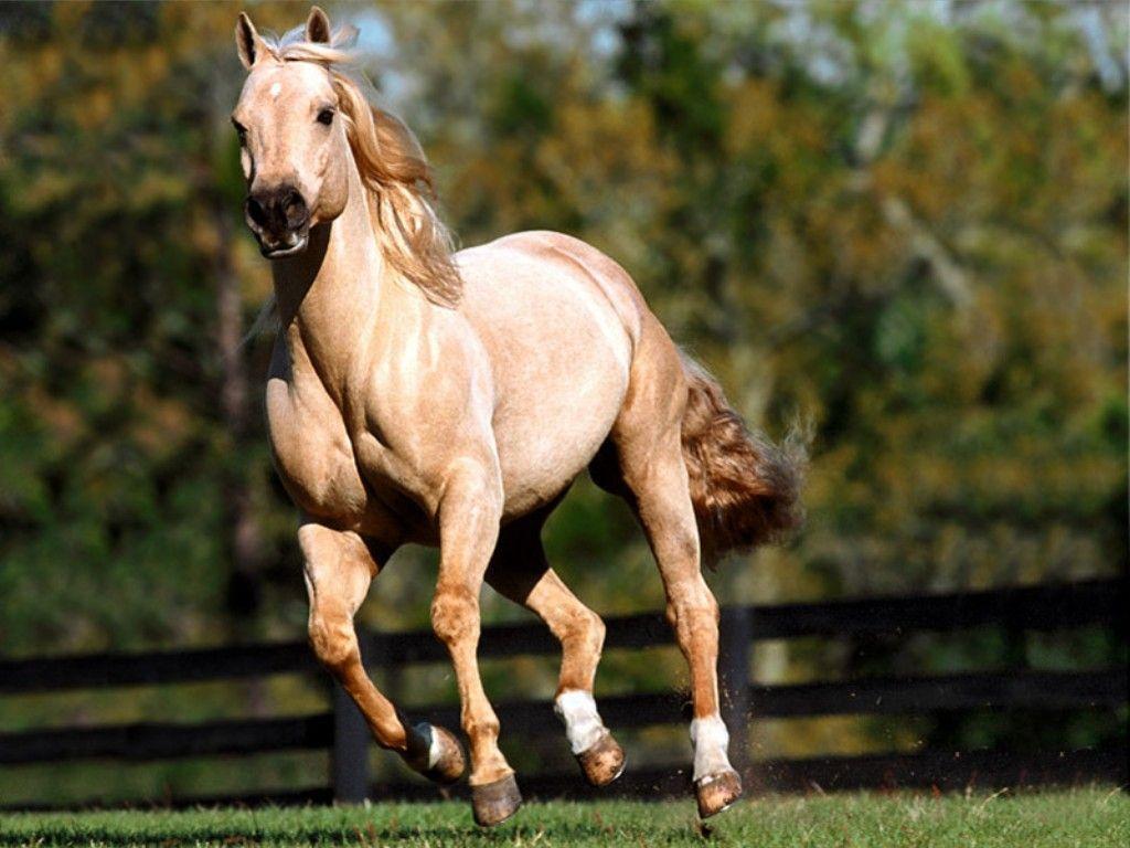 Quarter Horse. Photo and Desktop Wallpaper
