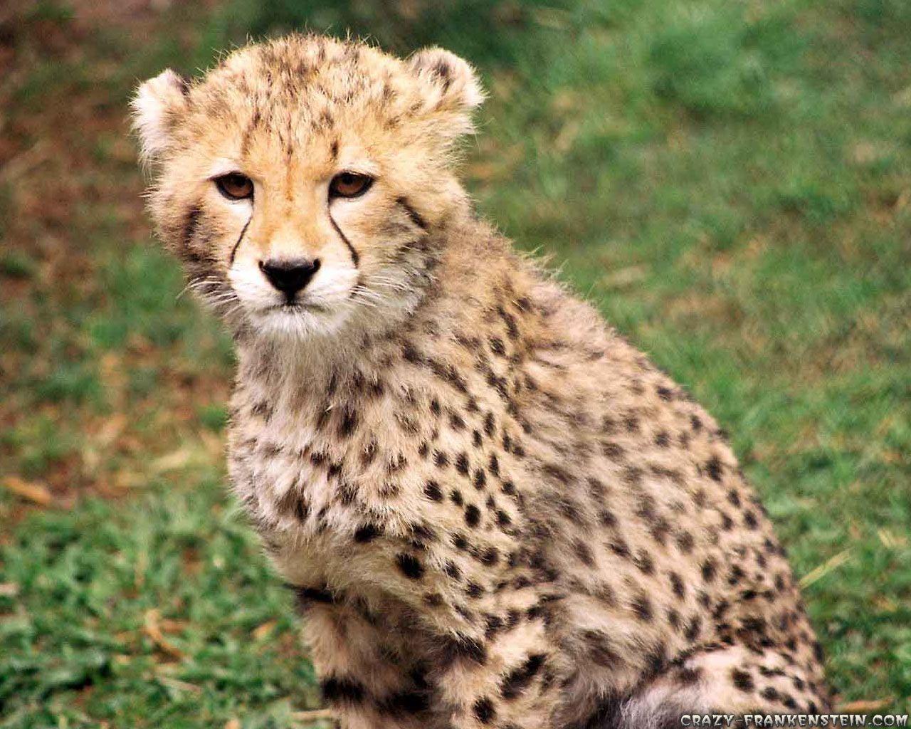 Animal Wallpaper iPad · Animal Wallpaper. Best Desktop