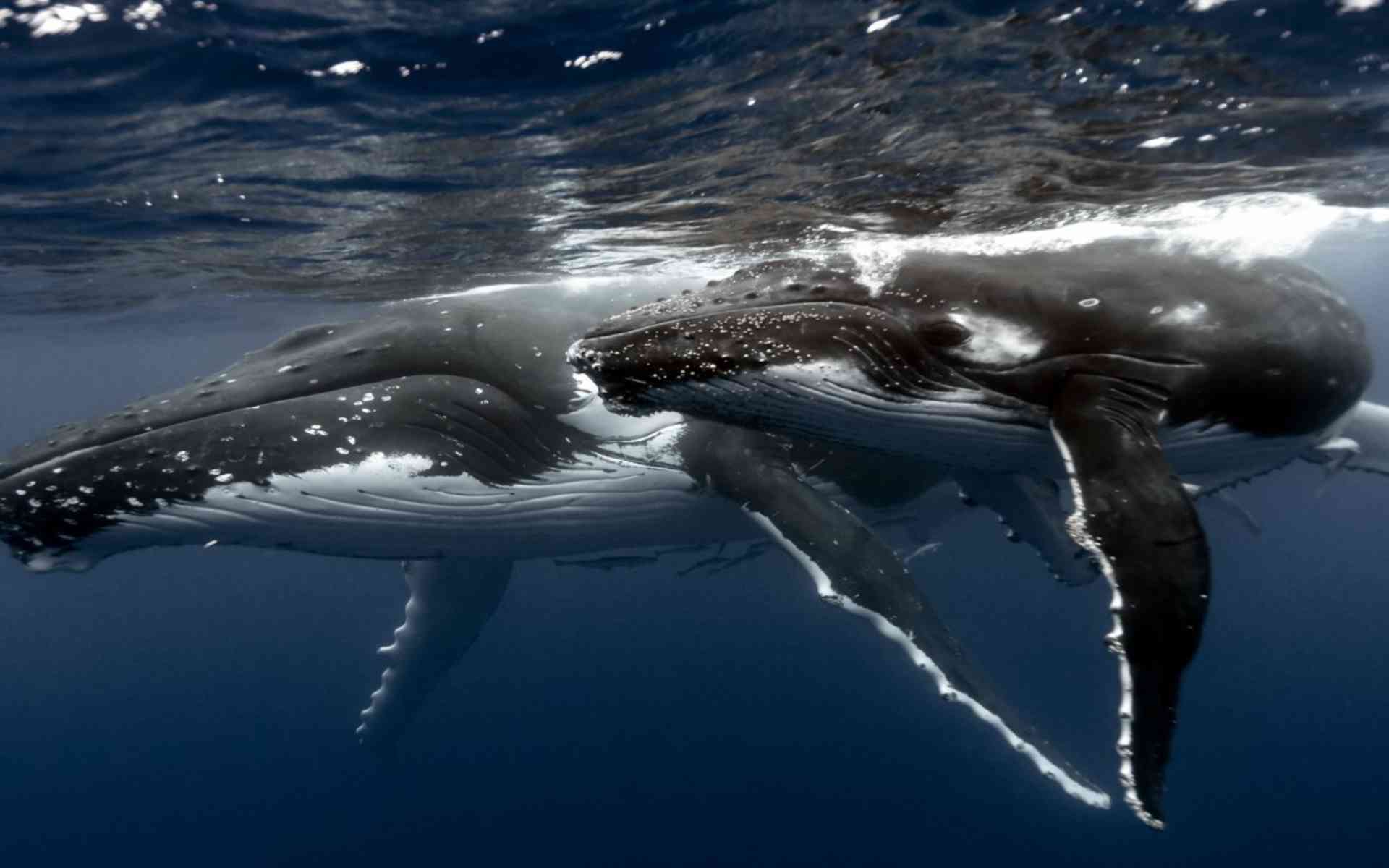humpback whale free picture