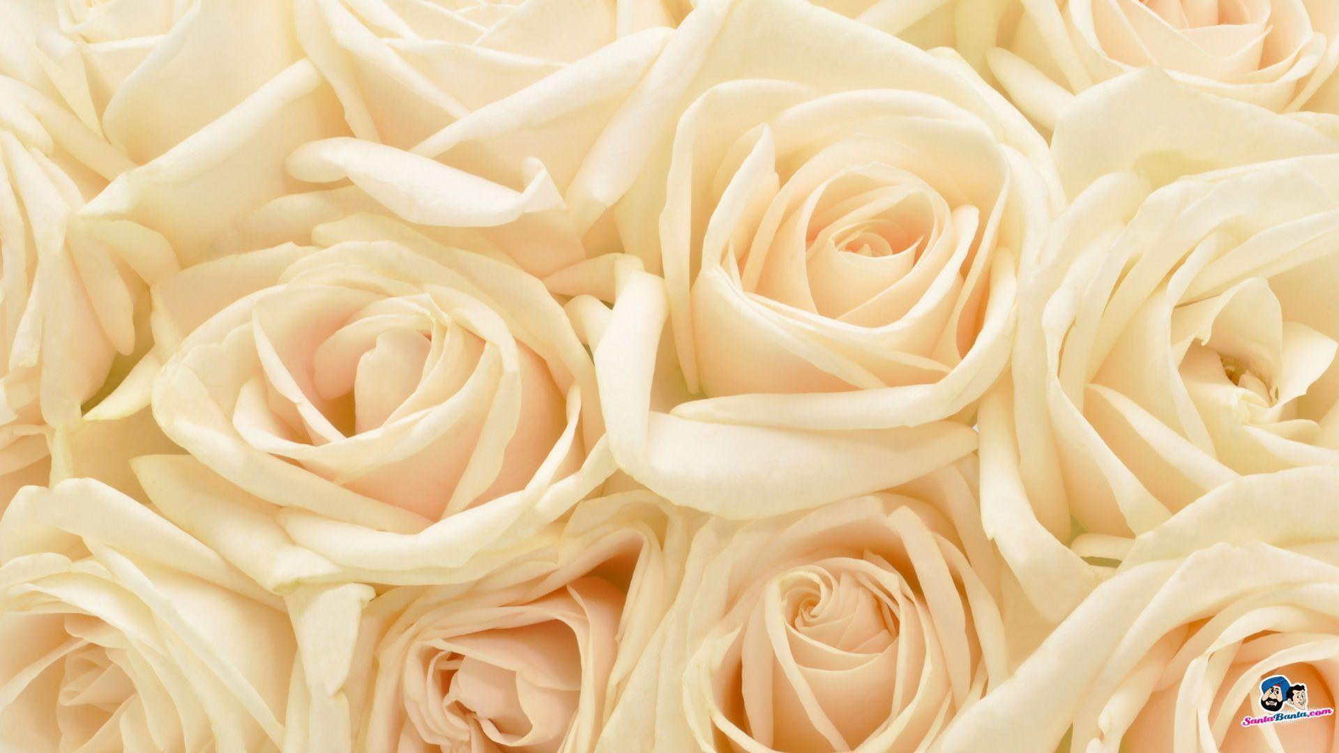 Flowers For > Abstract White Rose Wallpaper
