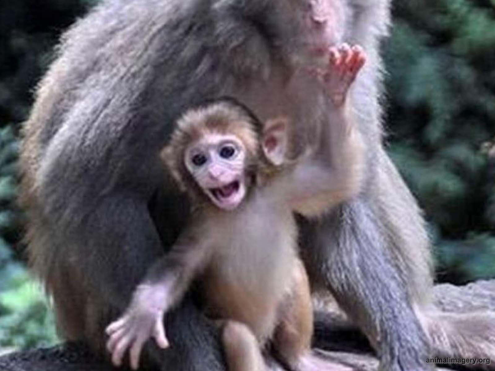 Free download Cute Baby Monkeys Image Crazy Gallery [1600x1200] for your Desktop, Mobile & Tablet. Explore Wallpaper with Monkeys. Baby Monkey Wallpaper, Monkey Wallpaper for Computer, Monkey HD Wallpaper