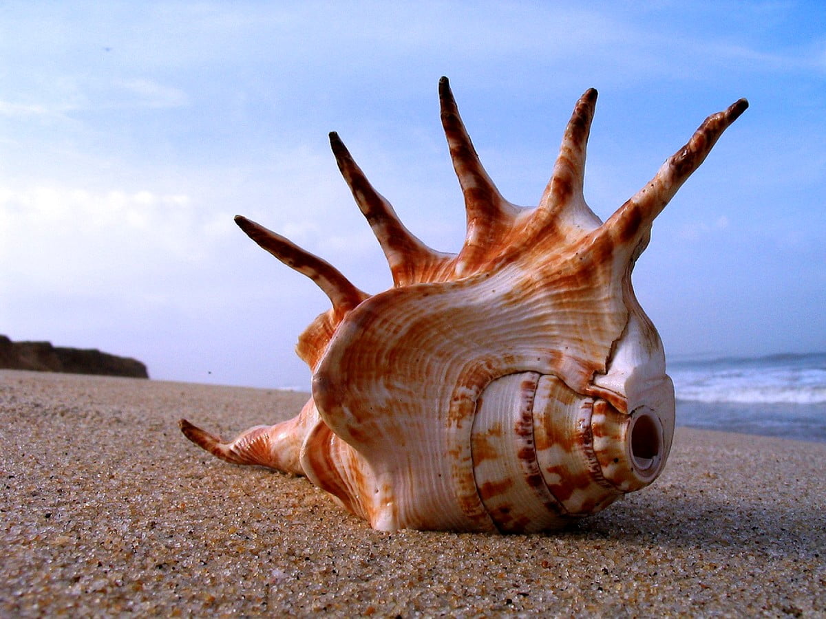 Premium Photo | A seashell on the beach with the ocean in the background