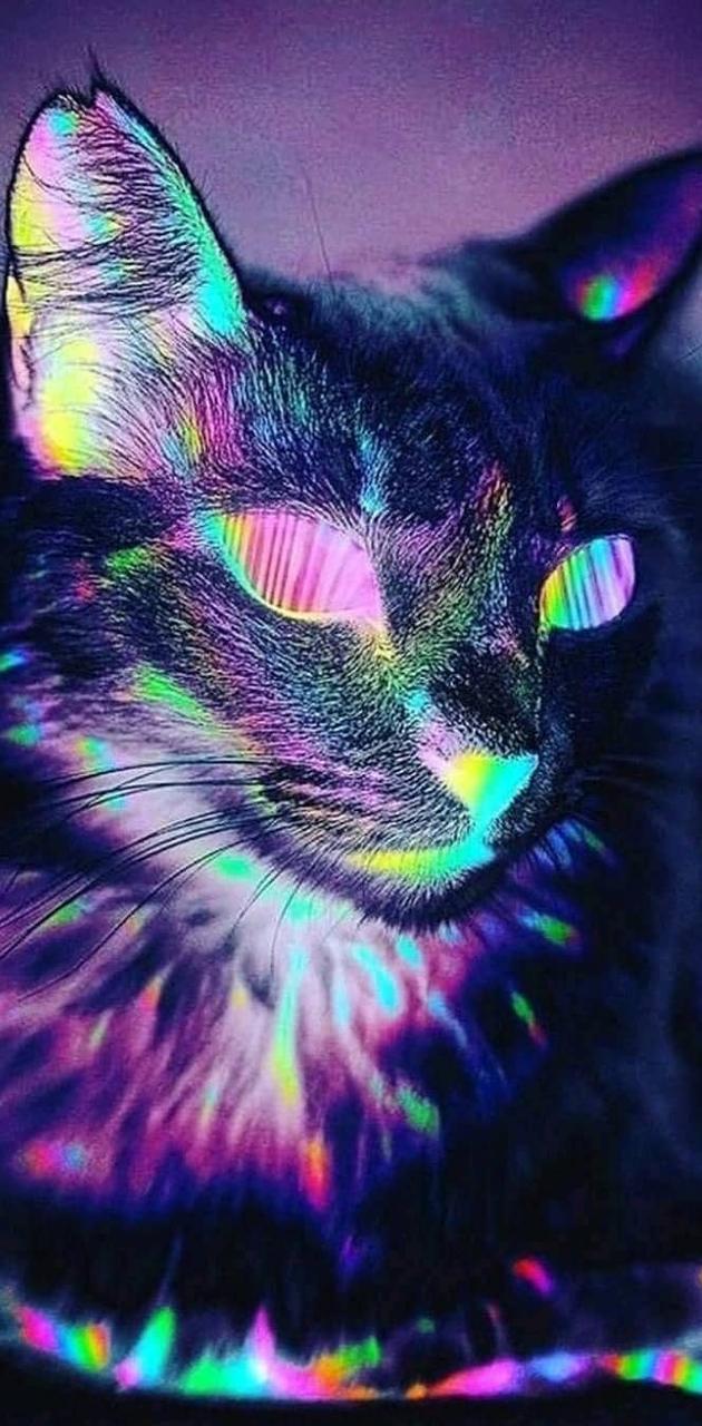 Trippy Cat Wallpapers - Wallpaper Cave