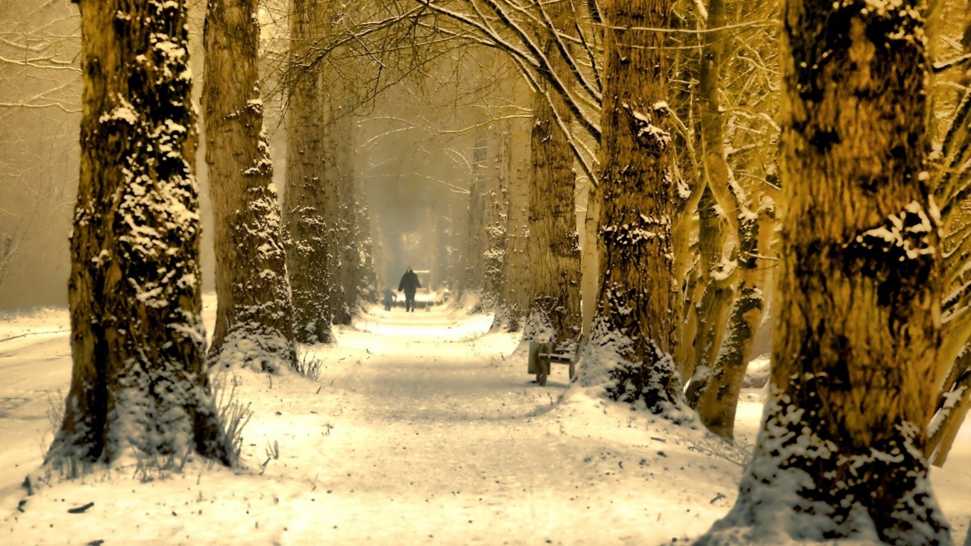 green nature winter season trees avenue 1920x1080 wallpaper