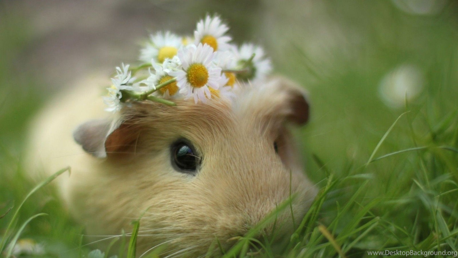 Cute Pig Wallpaper HD Free Download Of Guinea Pig Desktop Background