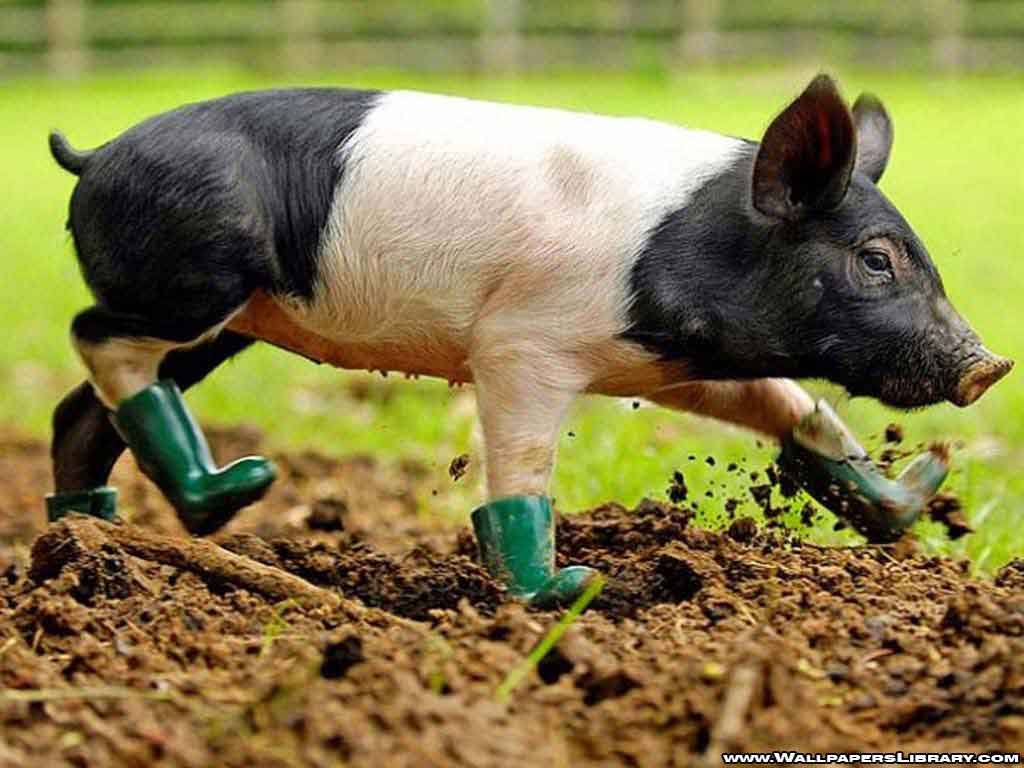 Cute Baby Pigs Wallpapers Wallpaper Cave