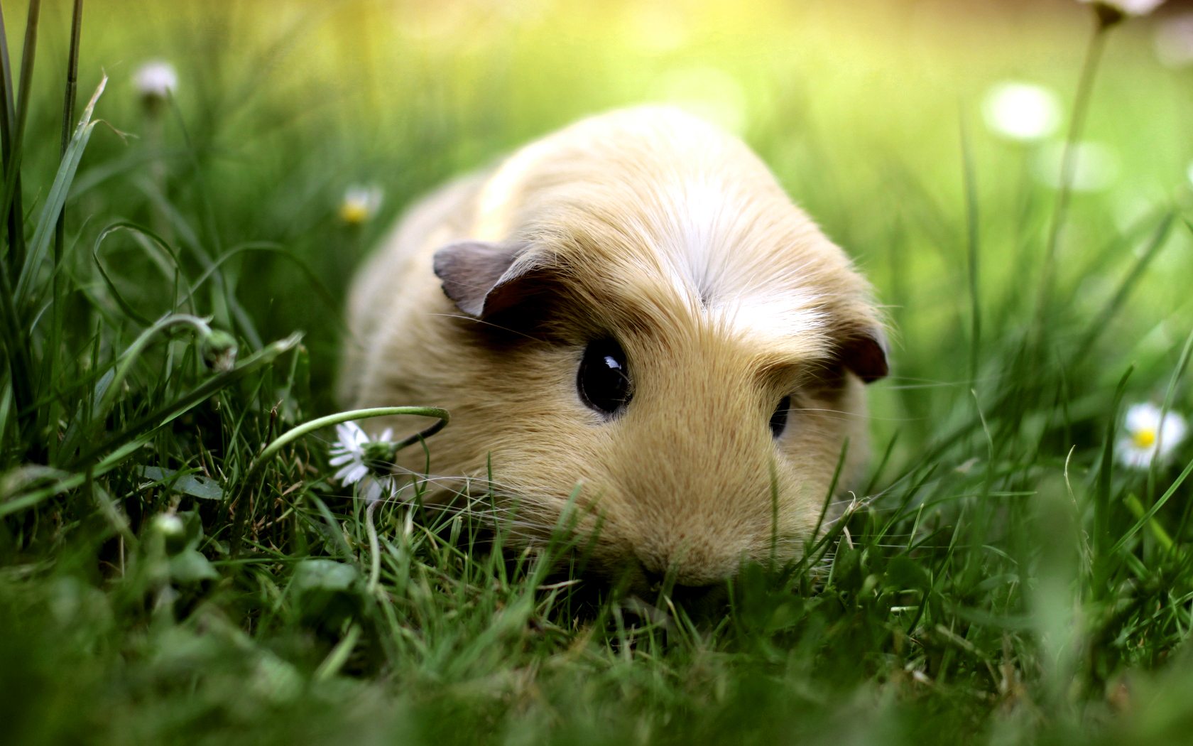 Free download Cute Baby Pigs 11121 HD Wallpaper in Animals Imagecicom [1680x1050] for your Desktop, Mobile & Tablet. Explore Cute Pig Wallpaper. Cute Guinea Pig Wallpaper, Baby Pig Desktop Wallpaper, Pigs Wallpaper