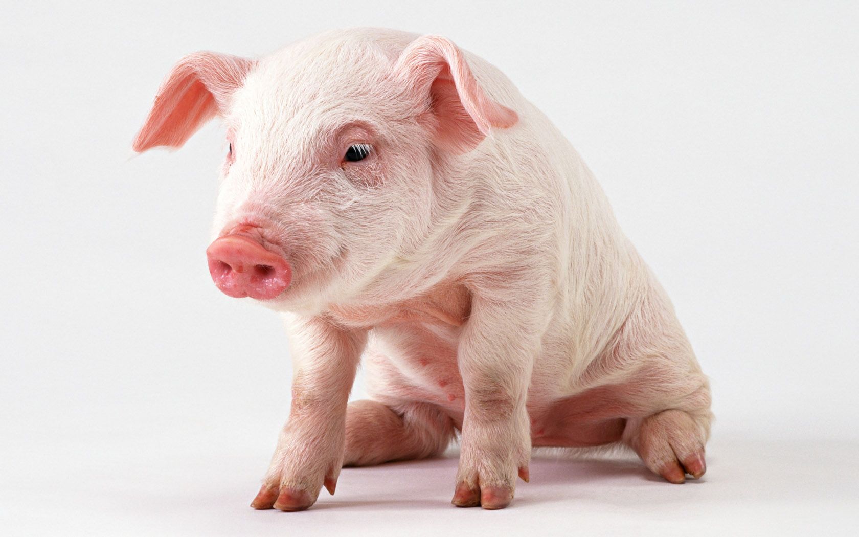 baby pig transparent background