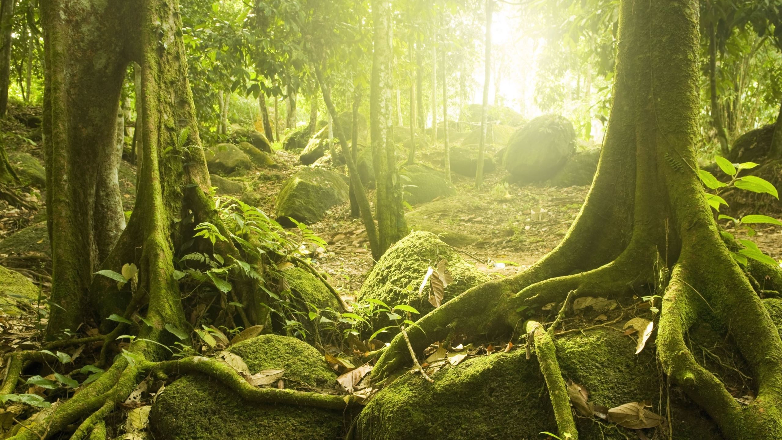 Tree Roots MacBook Air Wallpaper Download