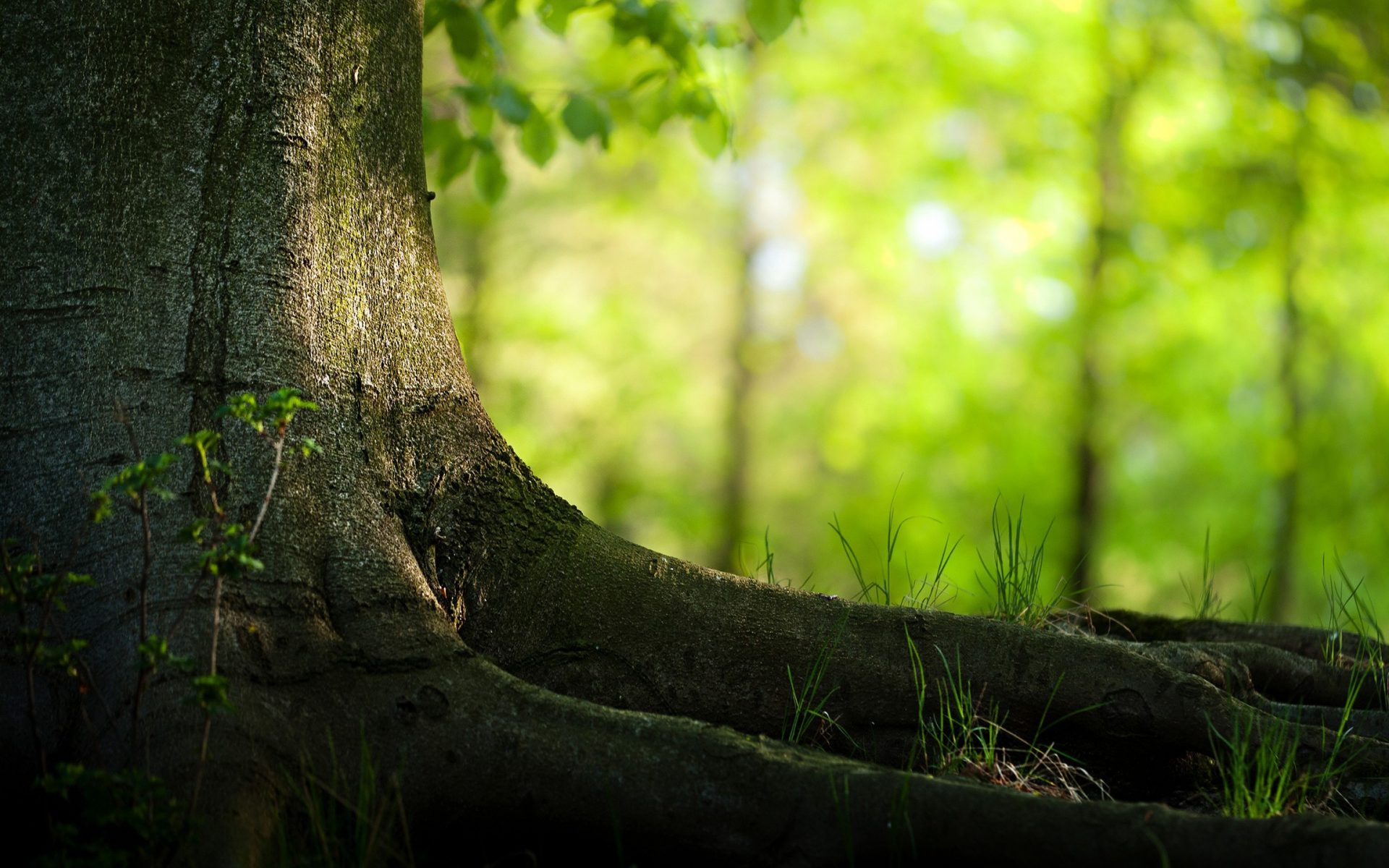 Free download Tree Root Wallpaper 3 1920 X 1200 stmednet [1920x1200] for your Desktop, Mobile & Tablet. Explore Root Wallpaper. Root Wallpaper, Jim Root Wallpaper, Kindle Fire Wallpaper Without Root