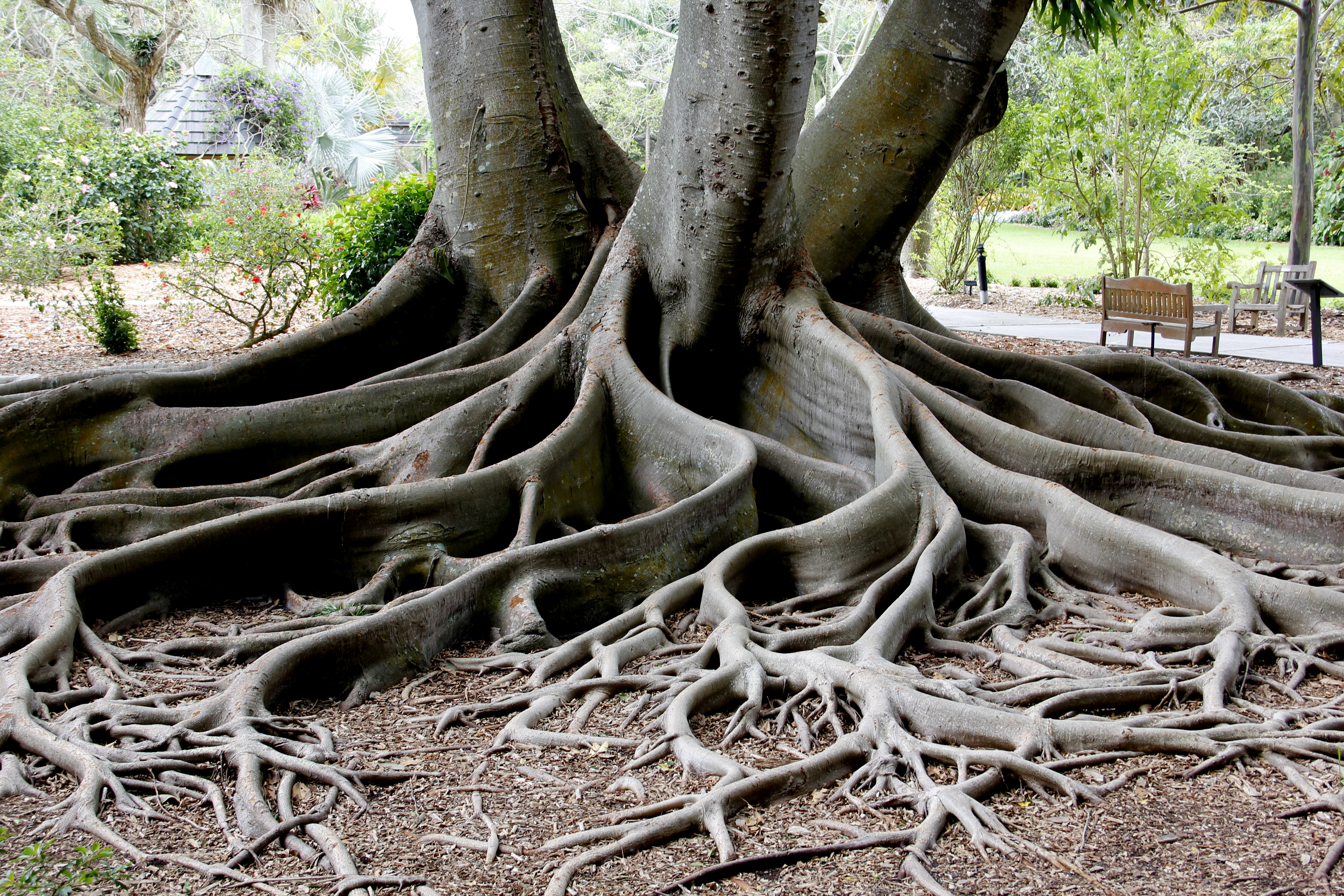 Most viewed Tree Root wallpaperK Wallpaper