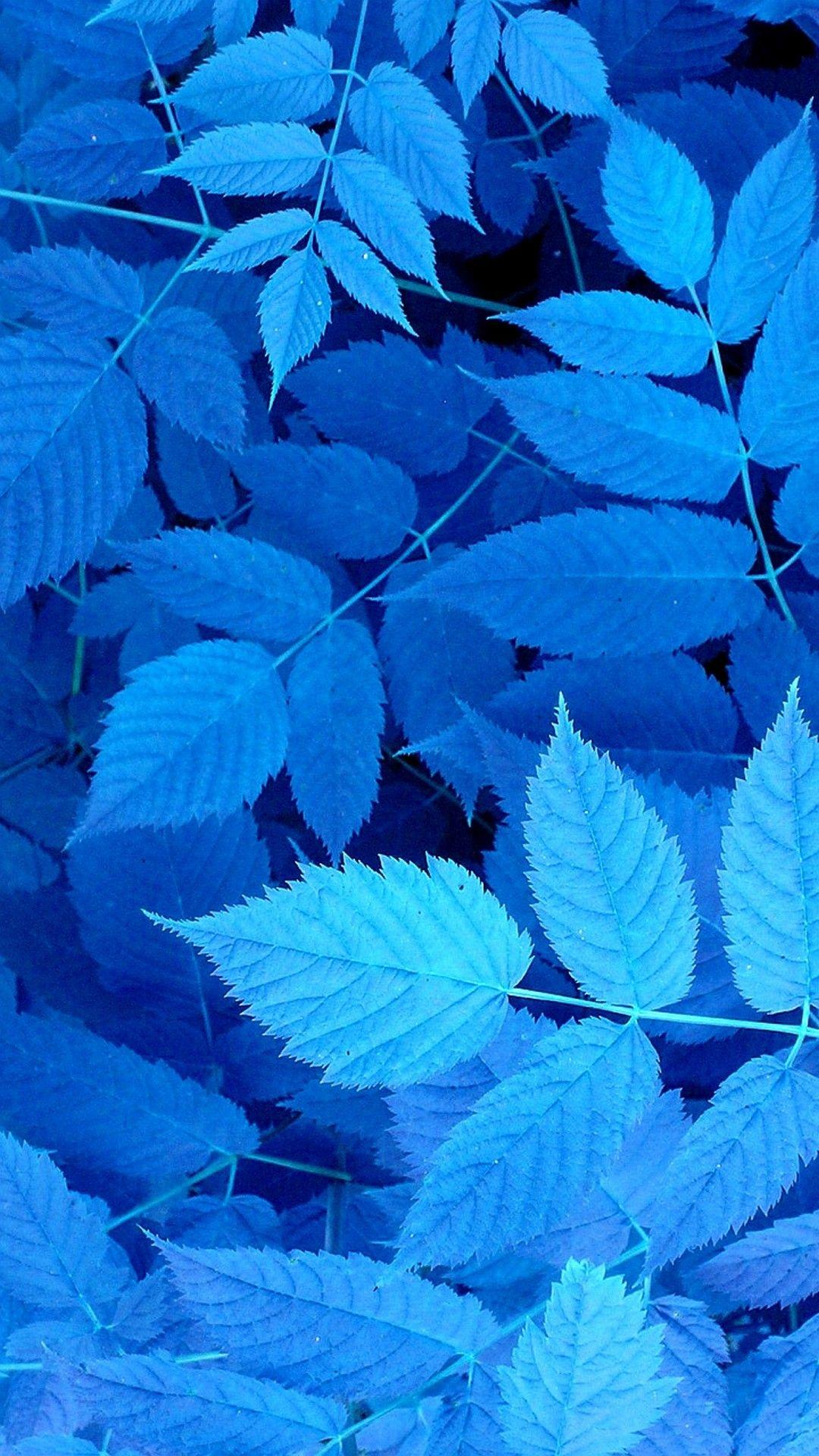 Blue Leaf Wallpaper Free Blue Leaf Background