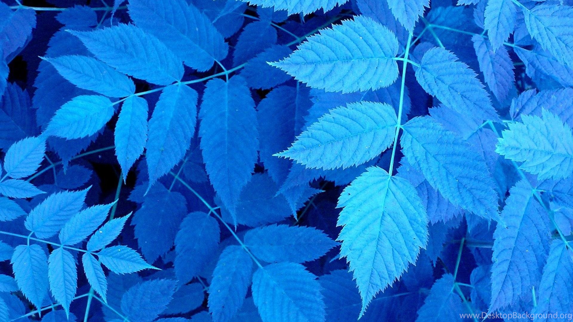 Blue Plant Blueleaves Leaves Nature HD Wallpaper Desktop Background