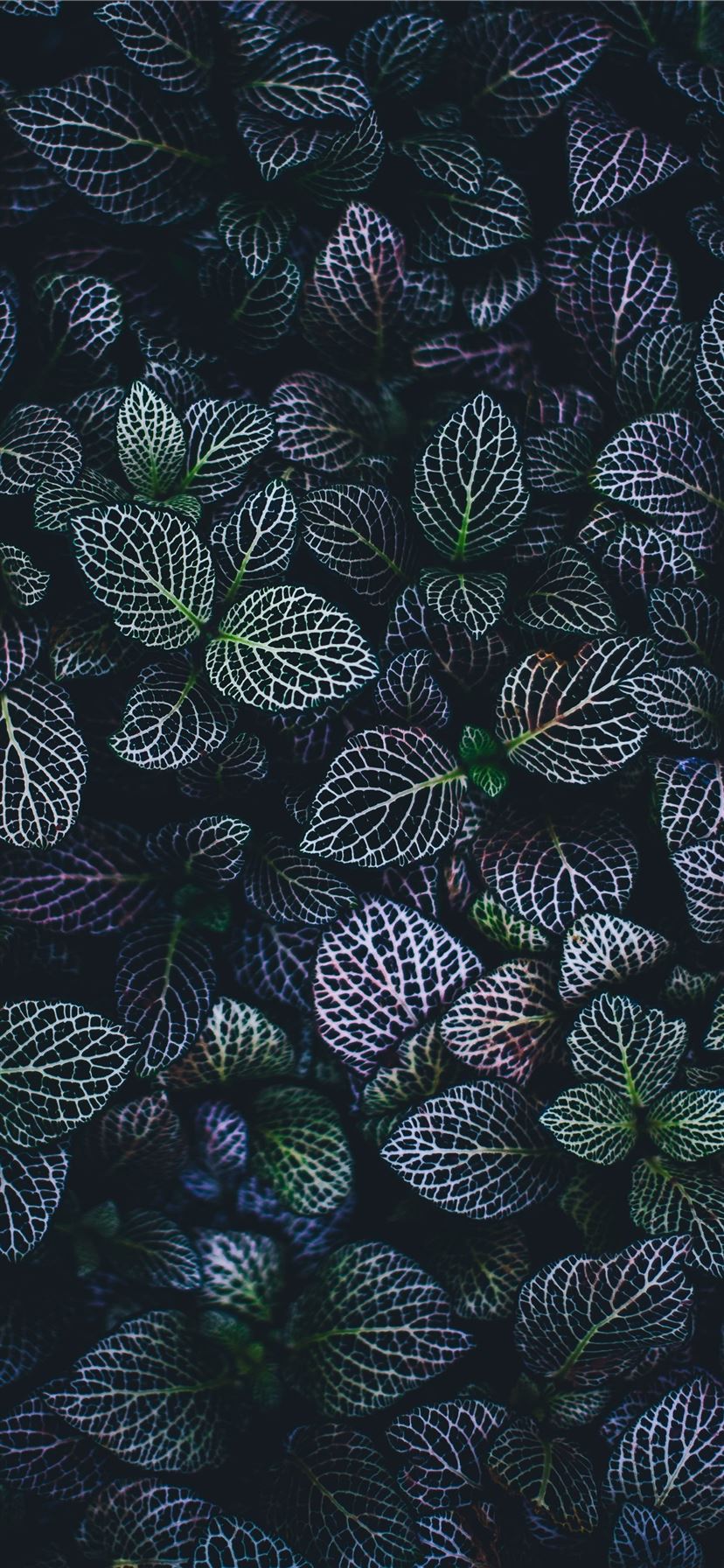 green and blue leaves plants iPhone X Wallpaper Free Download
