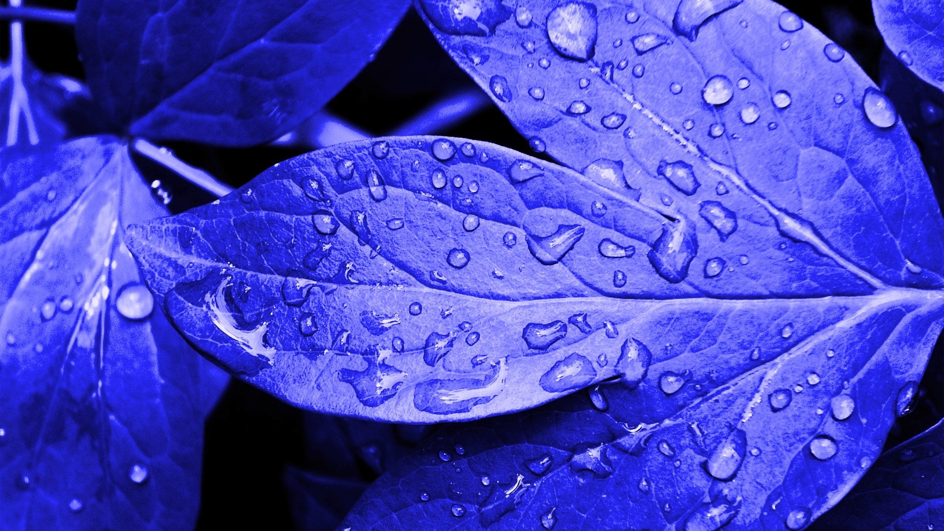 blue, Leaves, Waterdrops Wallpaper HD / Desktop and Mobile Background
