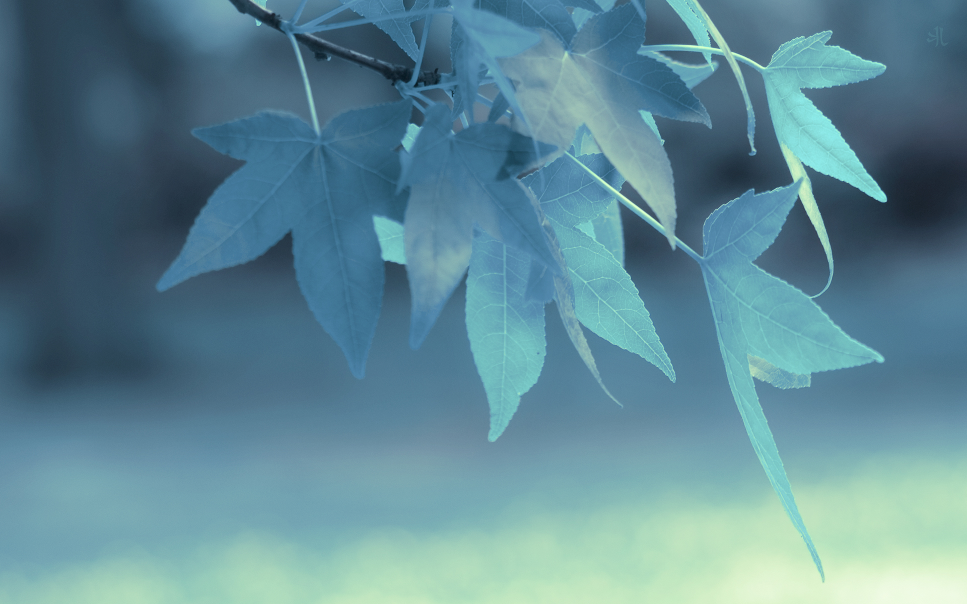 blue, Leaves, Depth, Of, Field Wallpaper HD / Desktop and Mobile Background