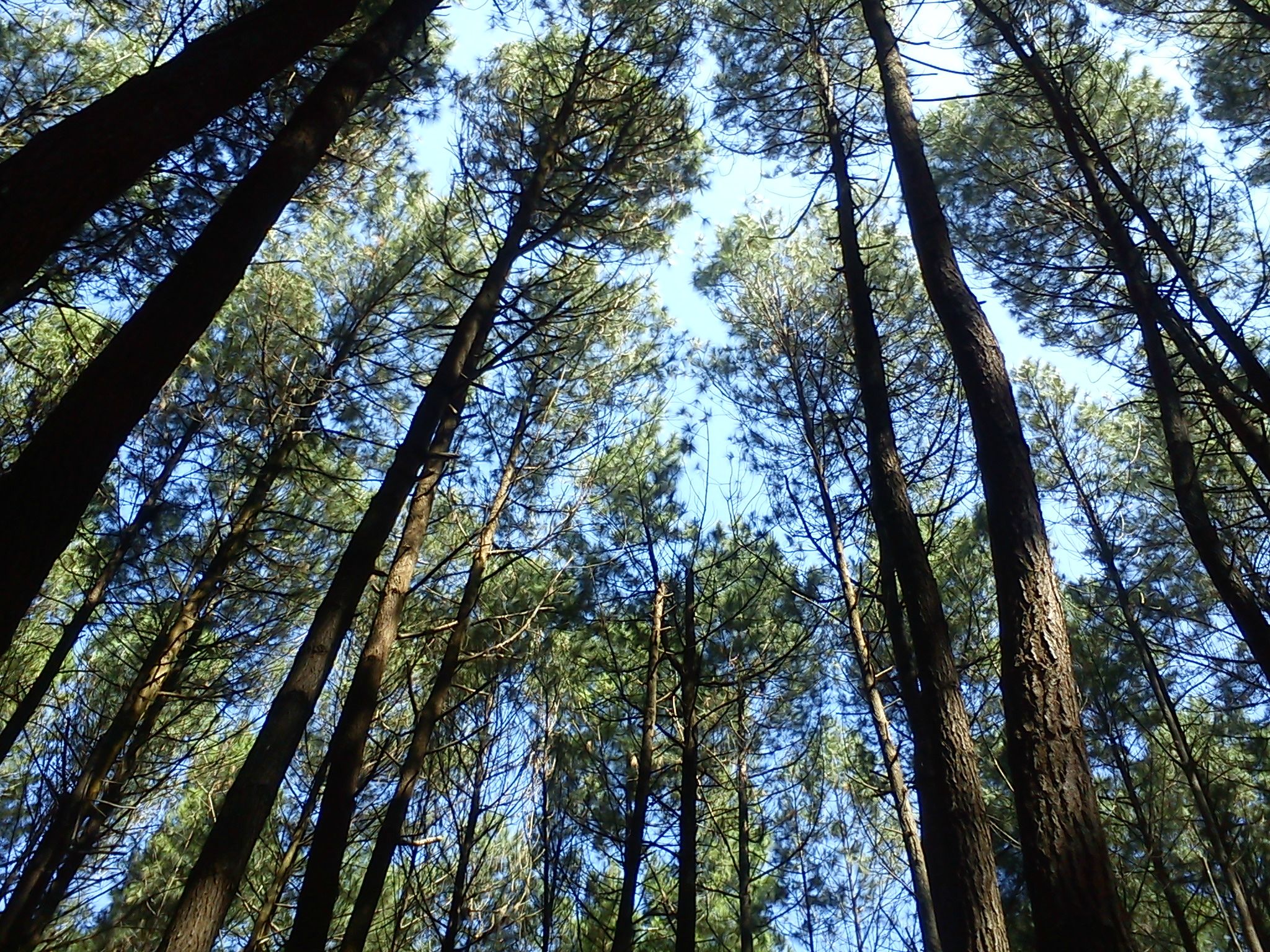 Gambar Hutan Pinus 3