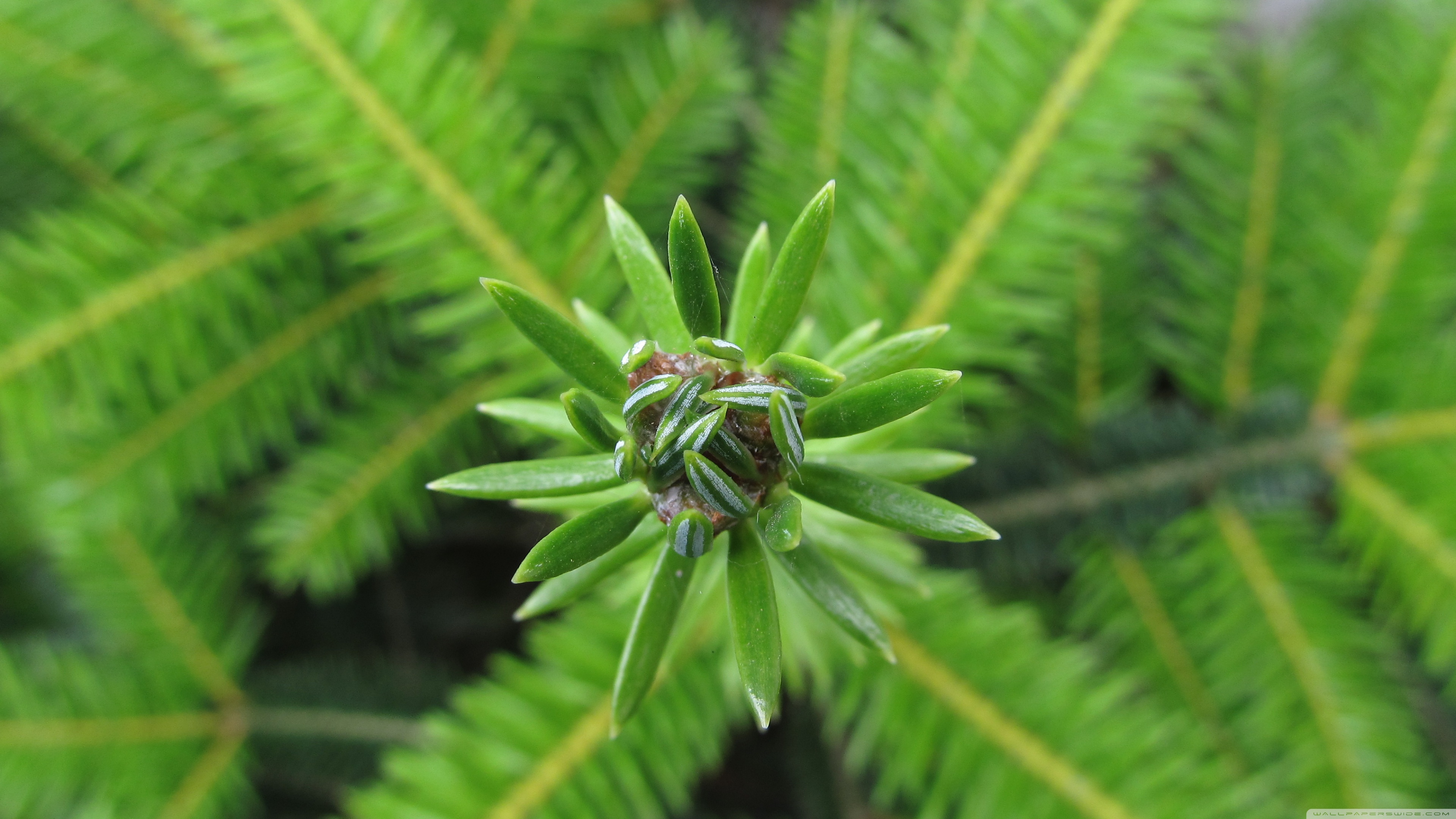 Pino Ultra HD Desktop Background Wallpaper for 4K UHD TV, Widescreen & UltraWide Desktop & Laptop, Multi Display, Dual Monitor, Tablet