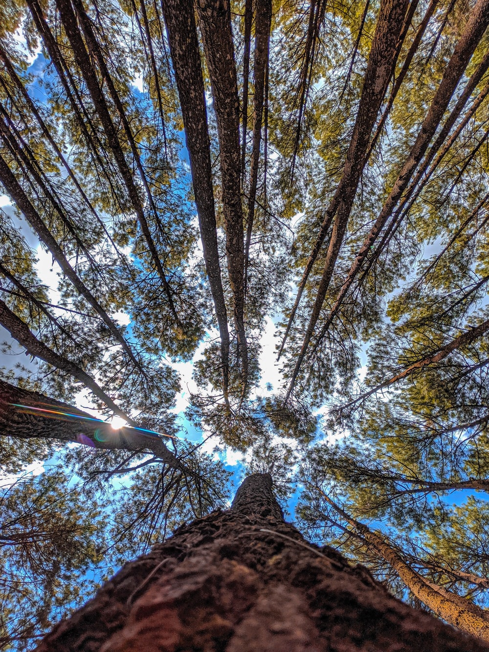 wormview photo of trees photo