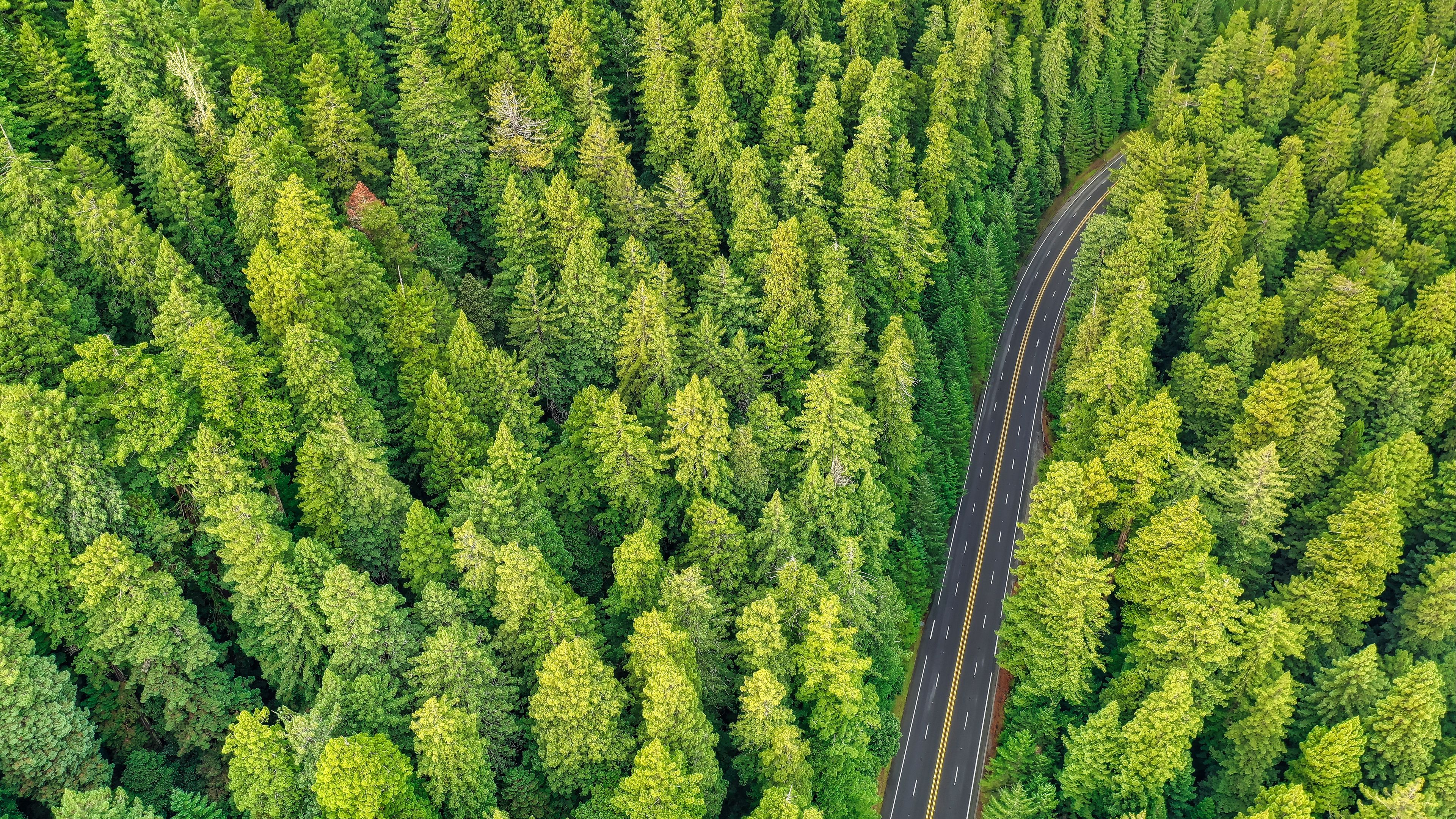 Download wallpaper 3840x2160 forest, road, aerial view, trees, pines 4k uhd 16:9 HD background