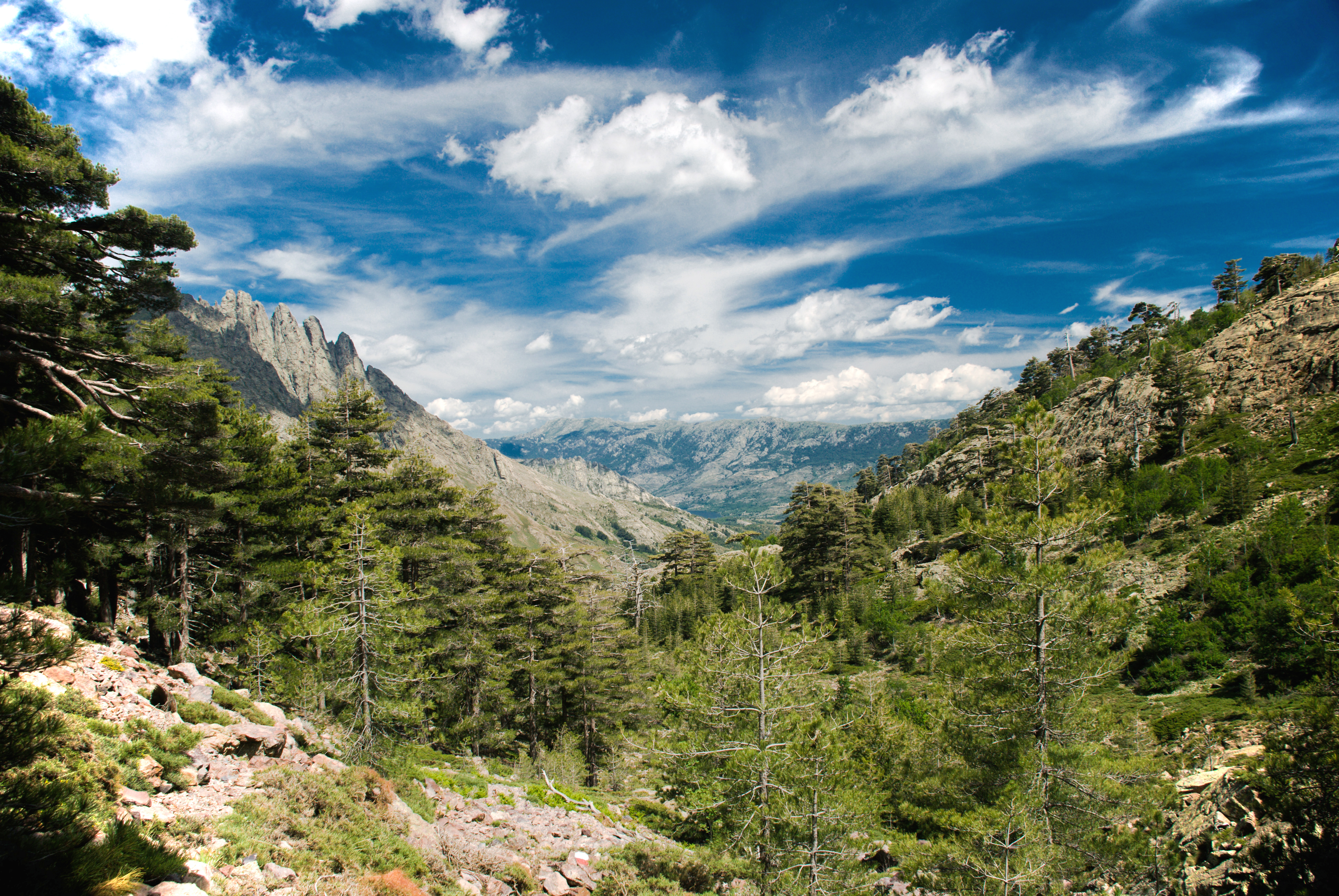 Pinus nigra var corsicana Corsica