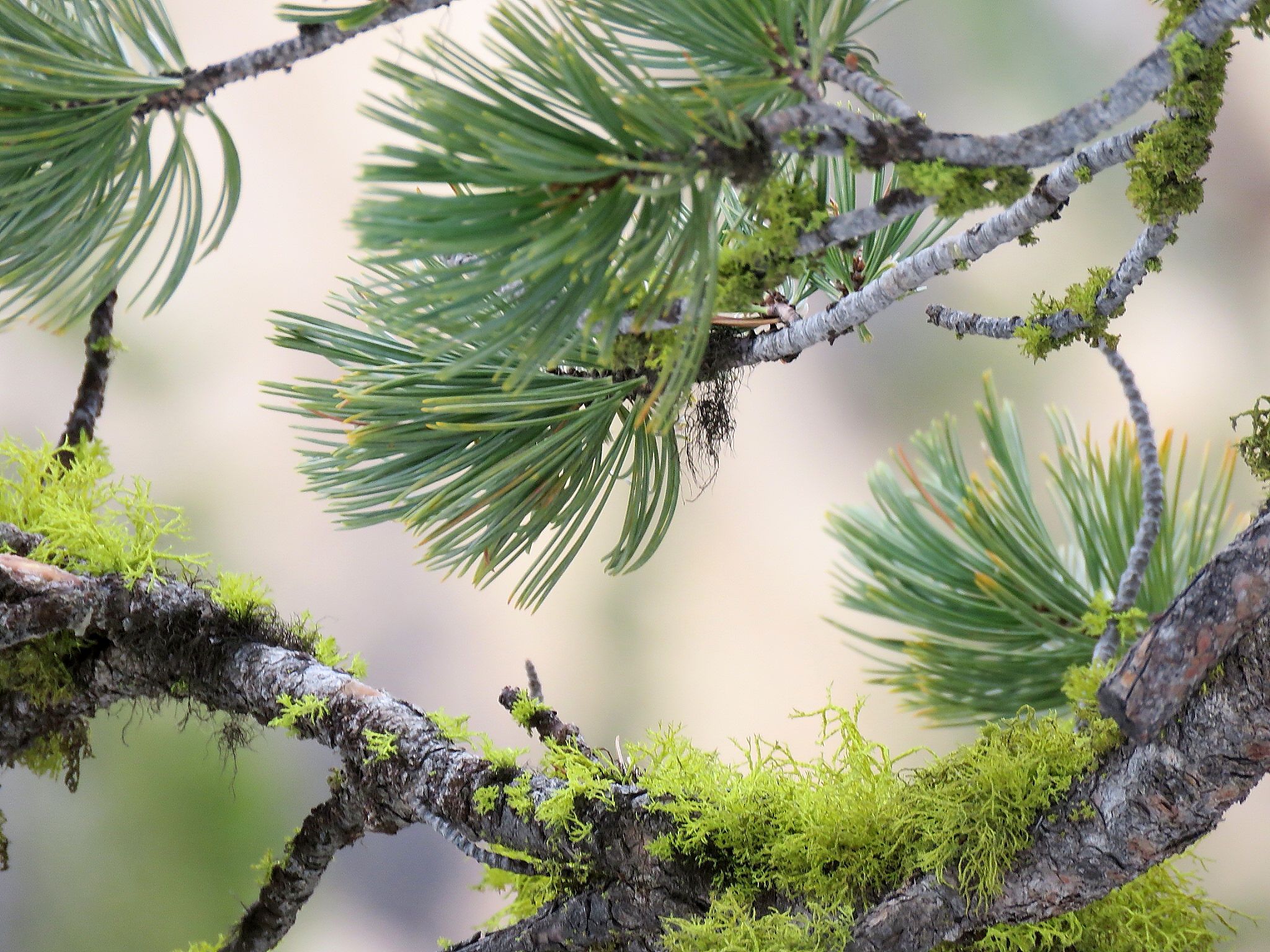 Pinus Wallpapers - Wallpaper Cave