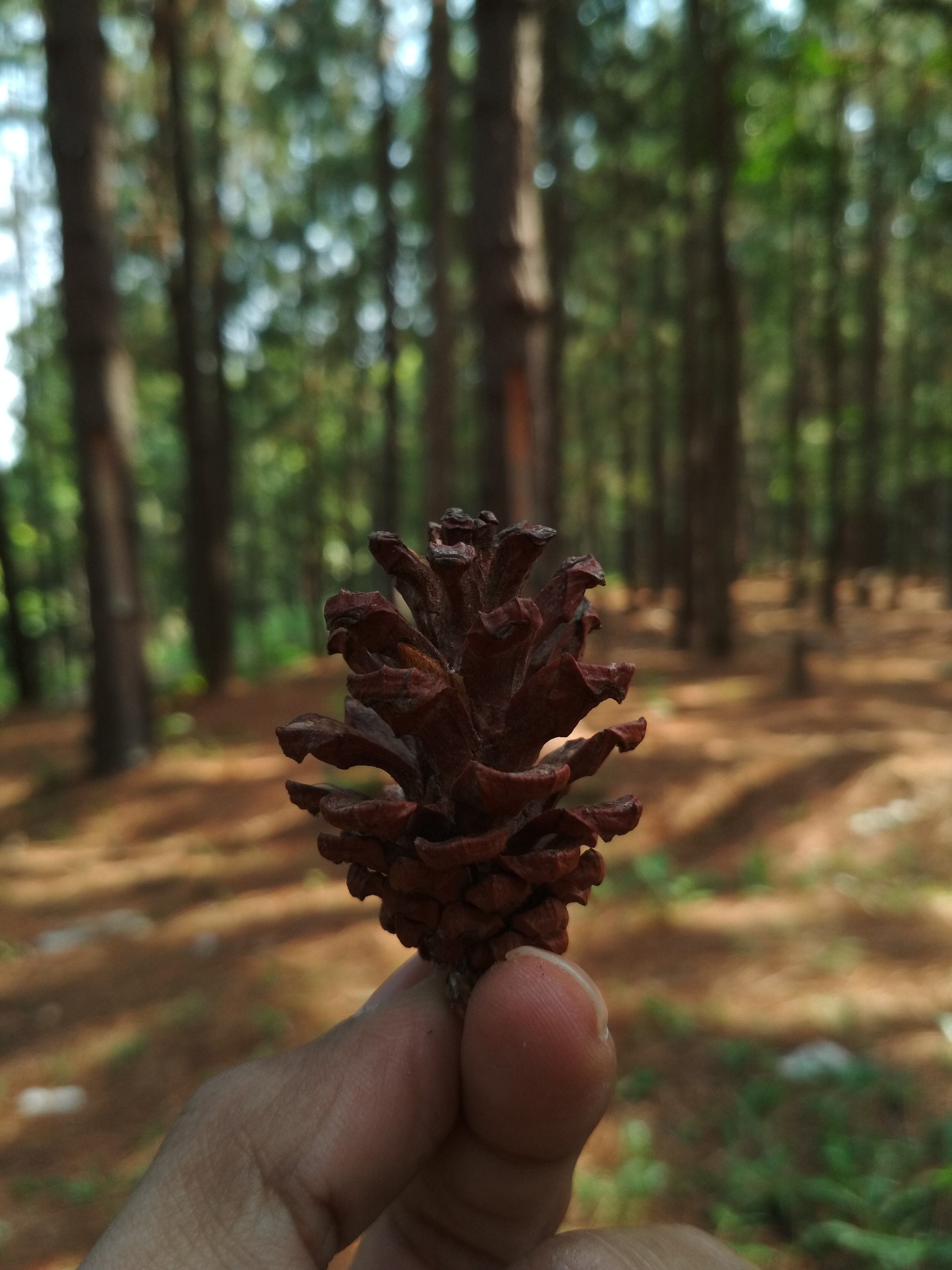 Pinus Wallpapers - Wallpaper Cave