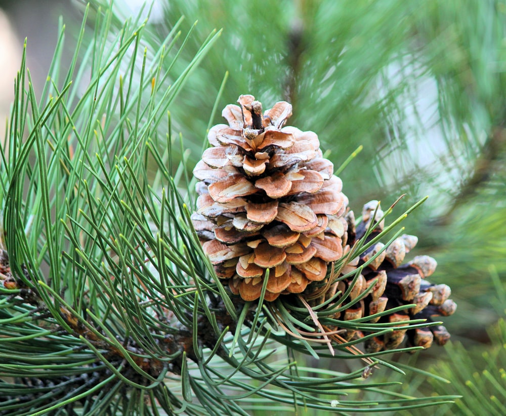 Pinus Wallpapers - Wallpaper Cave