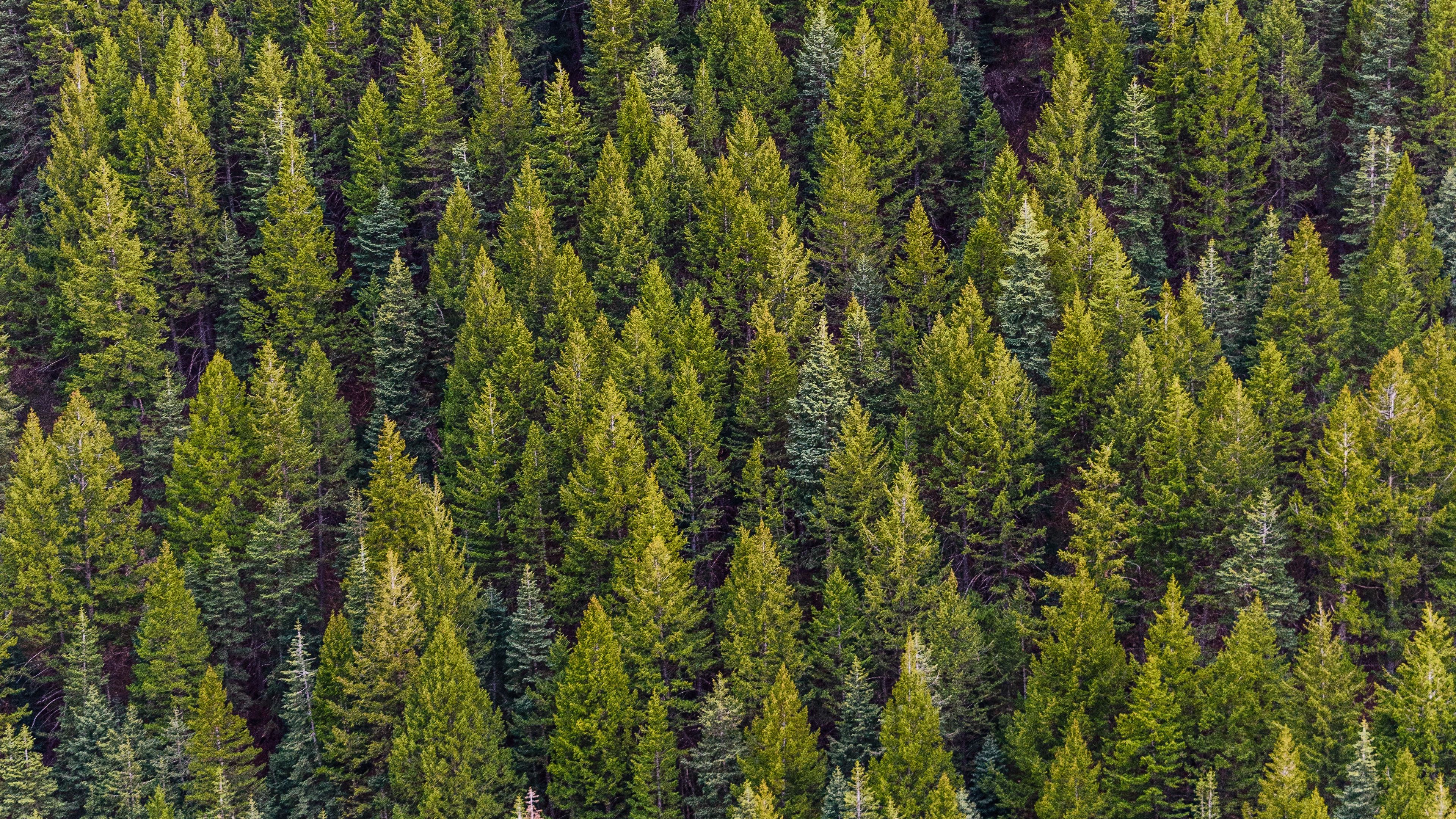 Wallpaper / trees, top view, pines, forest, 4k