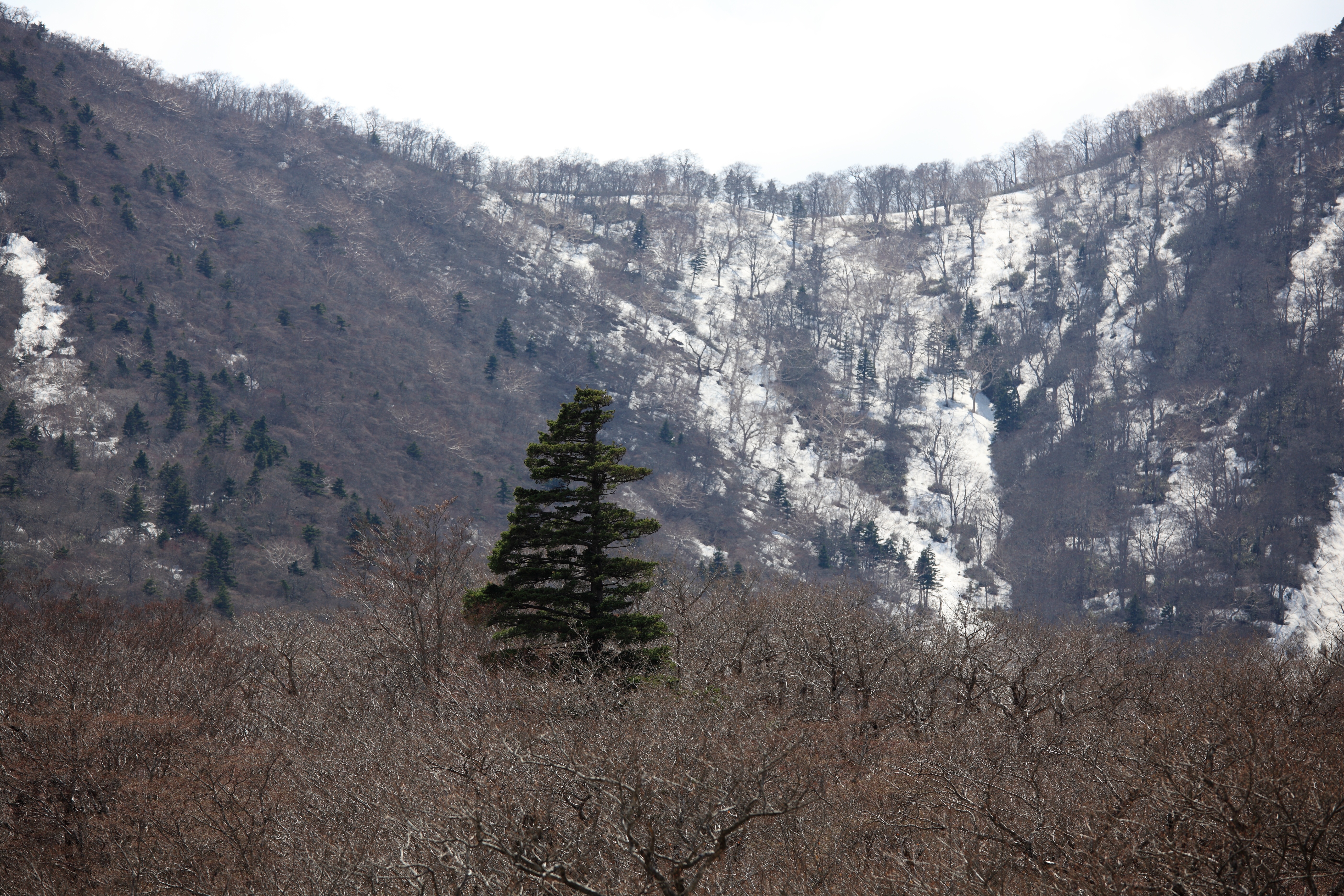 Free Image, wilderness, trail, valley, mountain range, high, canyon, ridge, geology, plateau, 5d, hires, markii, hi, res, resolution, pinus, miyagizao, eboshi, kattagun, miyagi, landform, parviflora, japanesewhitepine, taxonomy binomial
