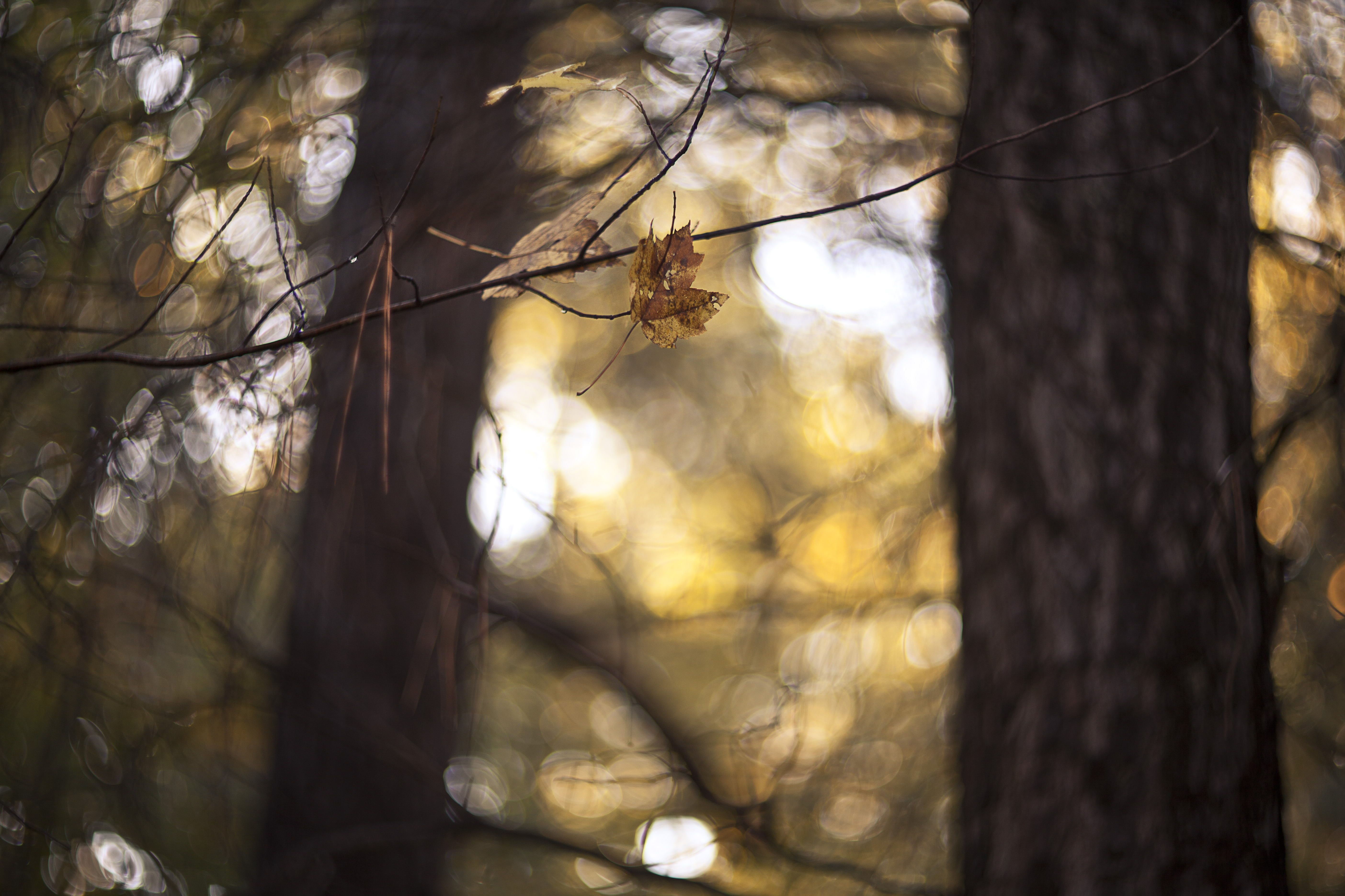 Wallpaper, sunlight, forest, fall, leaves, nature, wood, branch, yellow, morning, wildlife, windy, bokeh, light, tree, autumn, leaf, plant, branches, woodland, twig, computer wallpaper, trunk, deciduous, pines, helios, clamson 5616x3744
