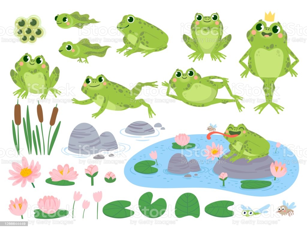 Cartoon Frogs Green Cute Frog Egg Masses Tadpole And Froglet Aquatic Plants Water Lily Leaf Toads Wild Nature Life Vector Set Stock Illustration Image Now