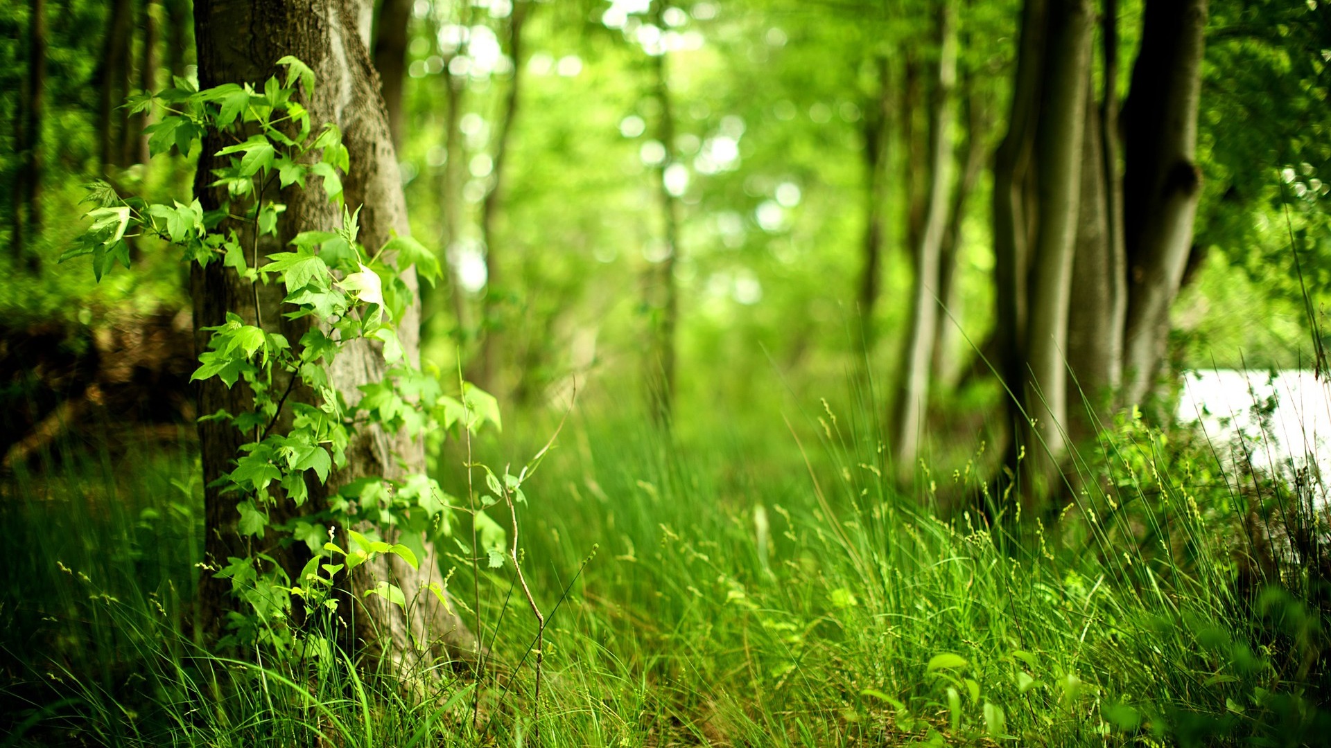 Green Woods Nature Photography Wallpaper