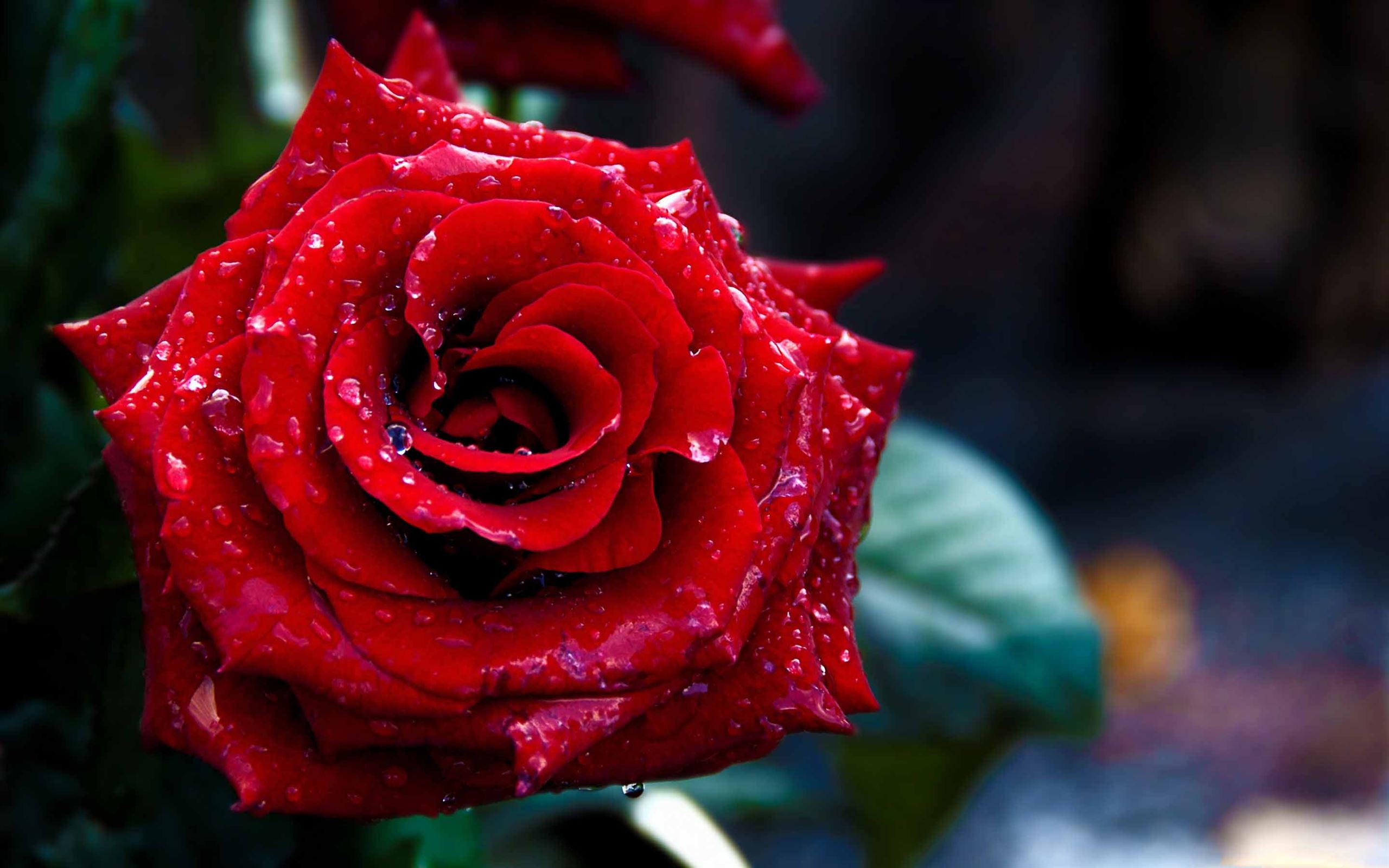 Red Rose Mac Wallpaper Download