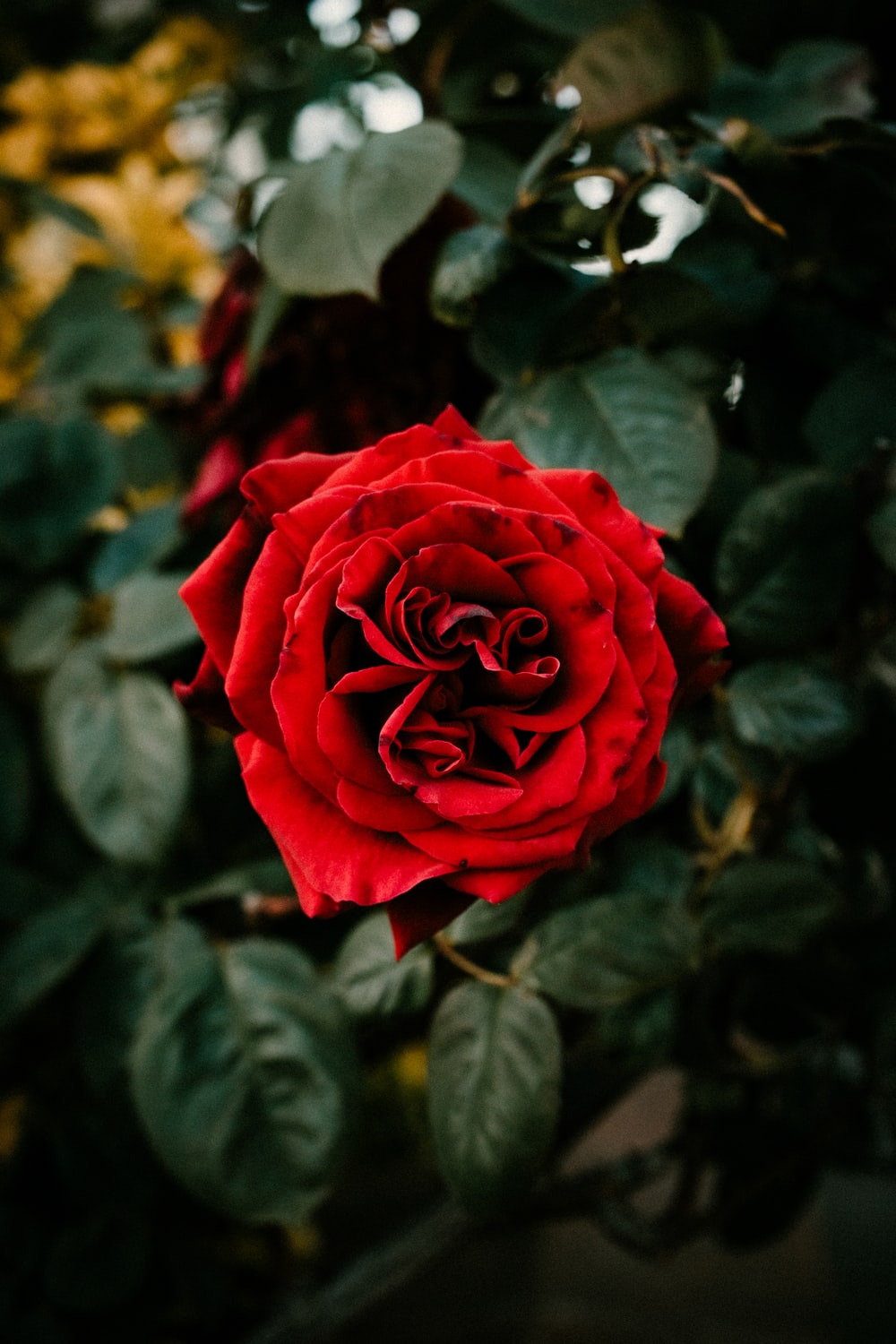 Red Rose Flower Love Whatsapp Dp