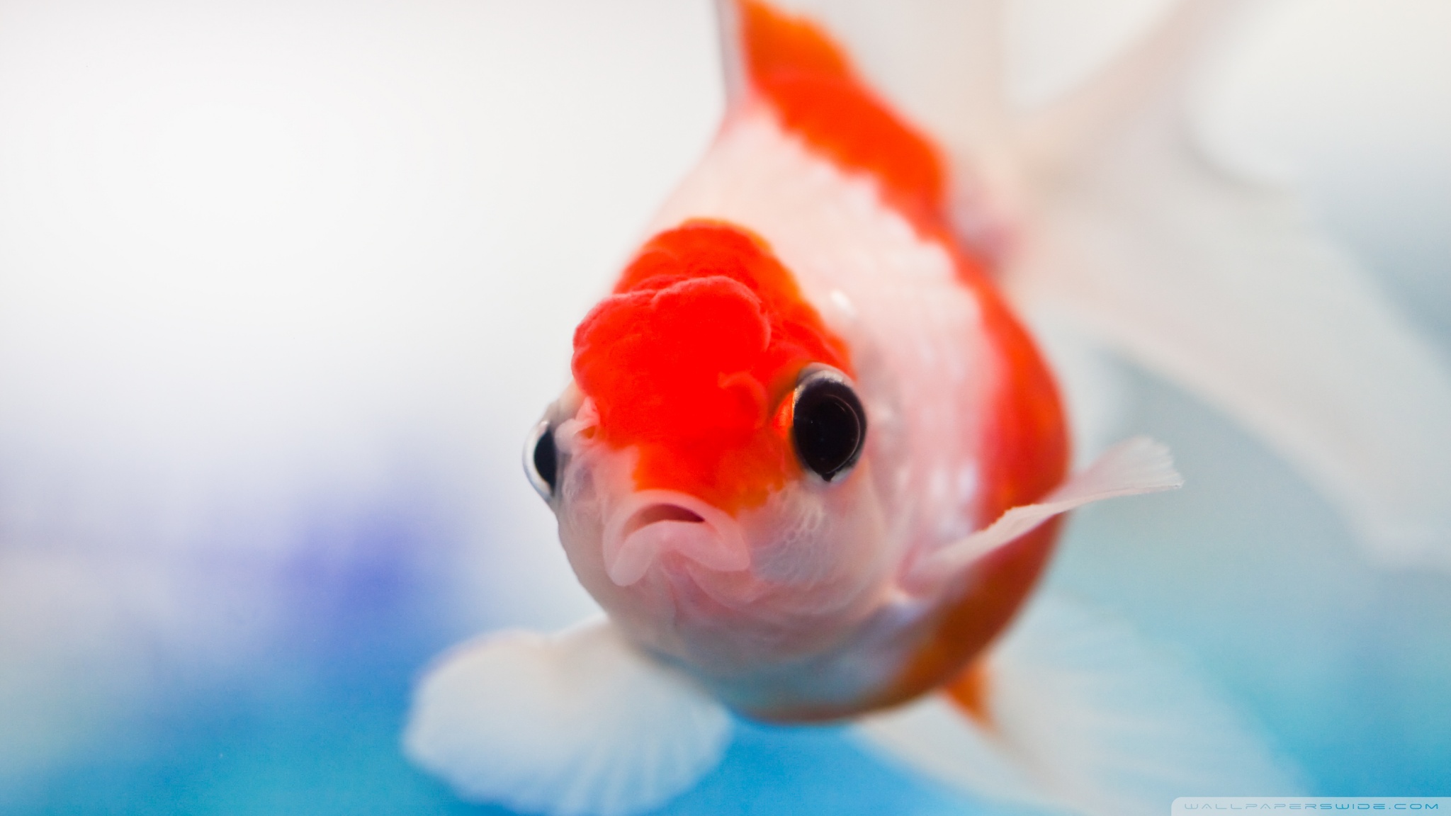 Goldfish Aquarium Ultra HD Desktop Background Wallpaper for 4K UHD TV, Widescreen & UltraWide Desktop & Laptop, Tablet