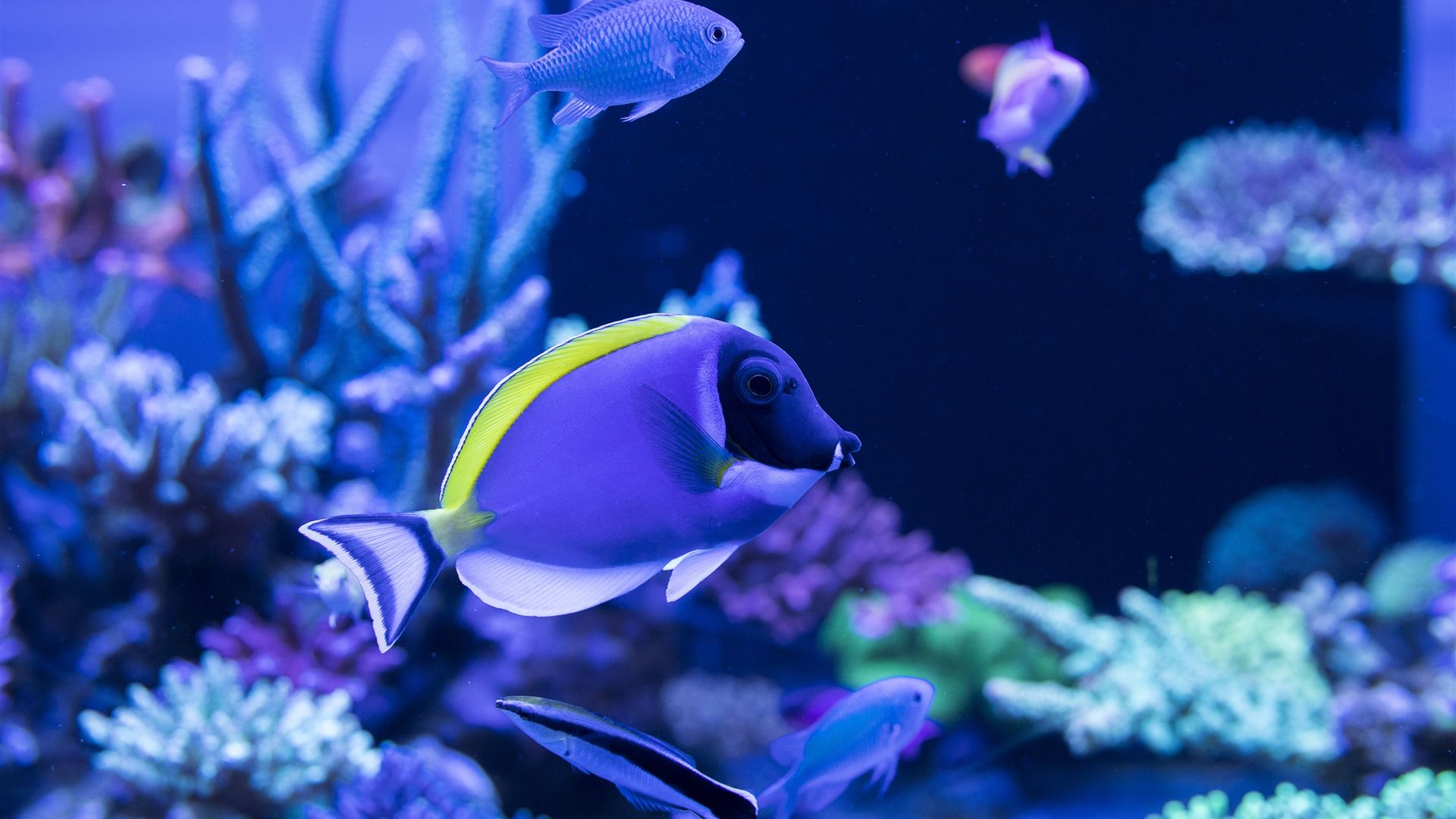 Ornamental Fish [1920x1080]. Active wallpaper, Computer wallpaper, Desktop background image