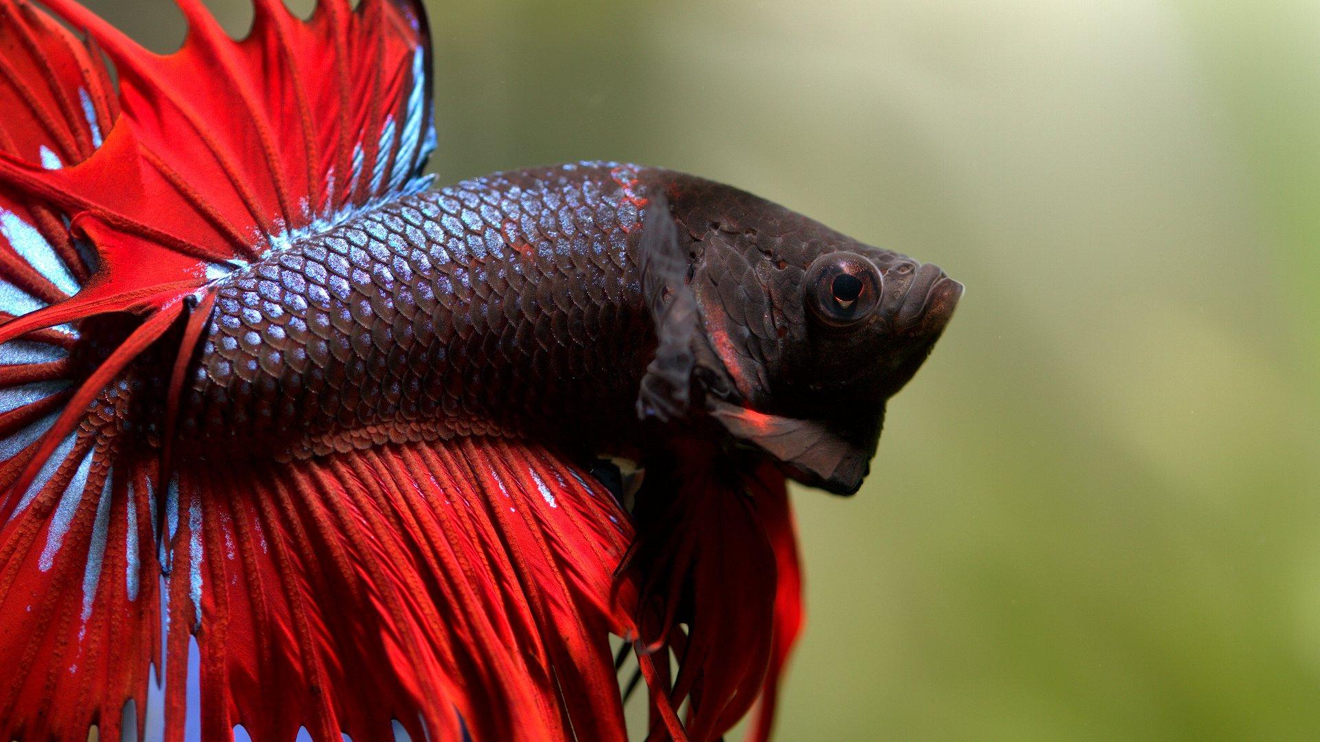 Title Animal Betta Siamese Fighting Fish Wallpaper Fish Desktop Background HD Wallpaper