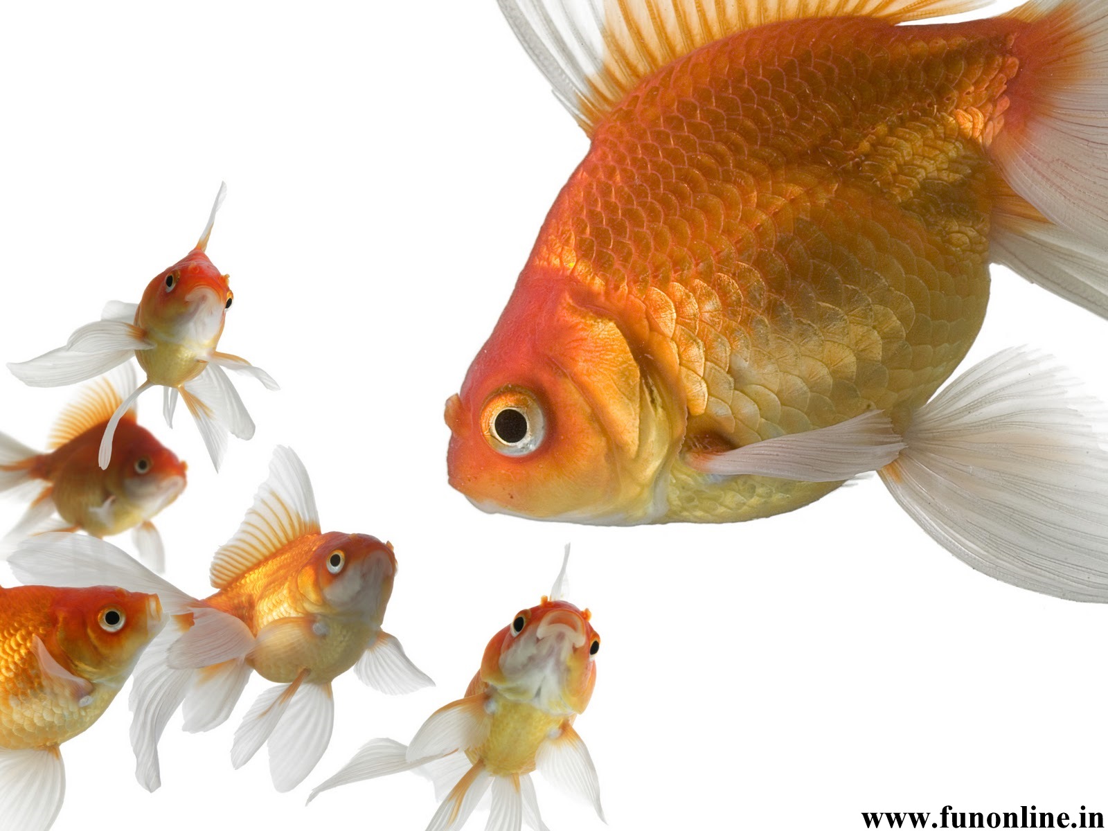Free download Goldfish Wallpaper Download Funny Kitten and Goldfishes Wallpaper [1600x1200] for your Desktop, Mobile & Tablet. Explore Swimming Goldfish Wallpaper. Cute Fish Wallpaper, Swimming Fish Wallpaper for Computers, Goldfish Wallpaper
