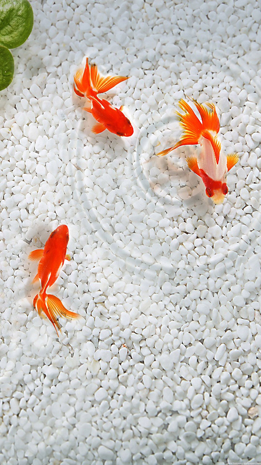 Japanese fish quality htc one wallpaper and abstract background designed by the best and creative artists i. Fish wallpaper, Japanese fish, Colorful fish