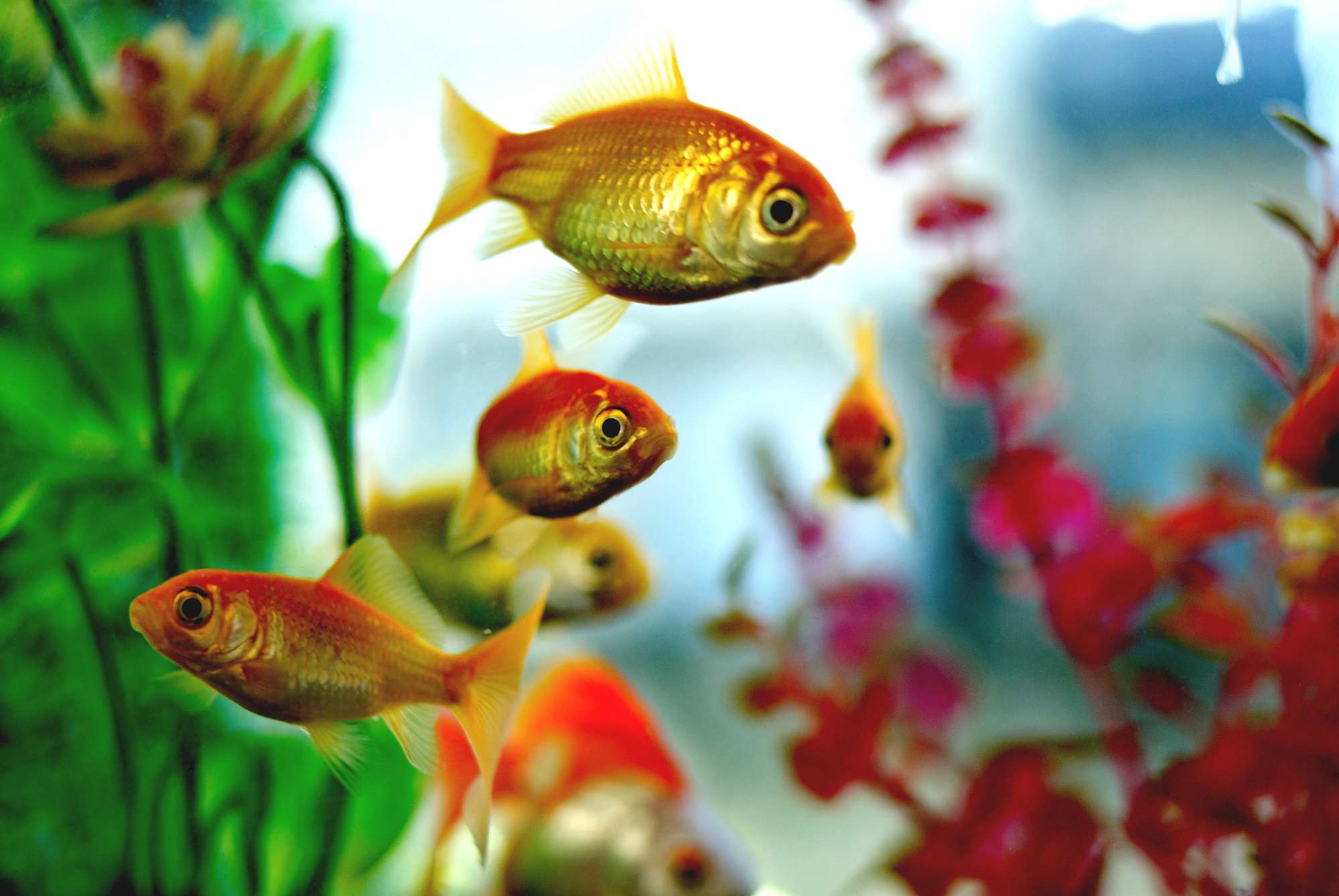 The Symbology of Fish and Water in Feng Shui