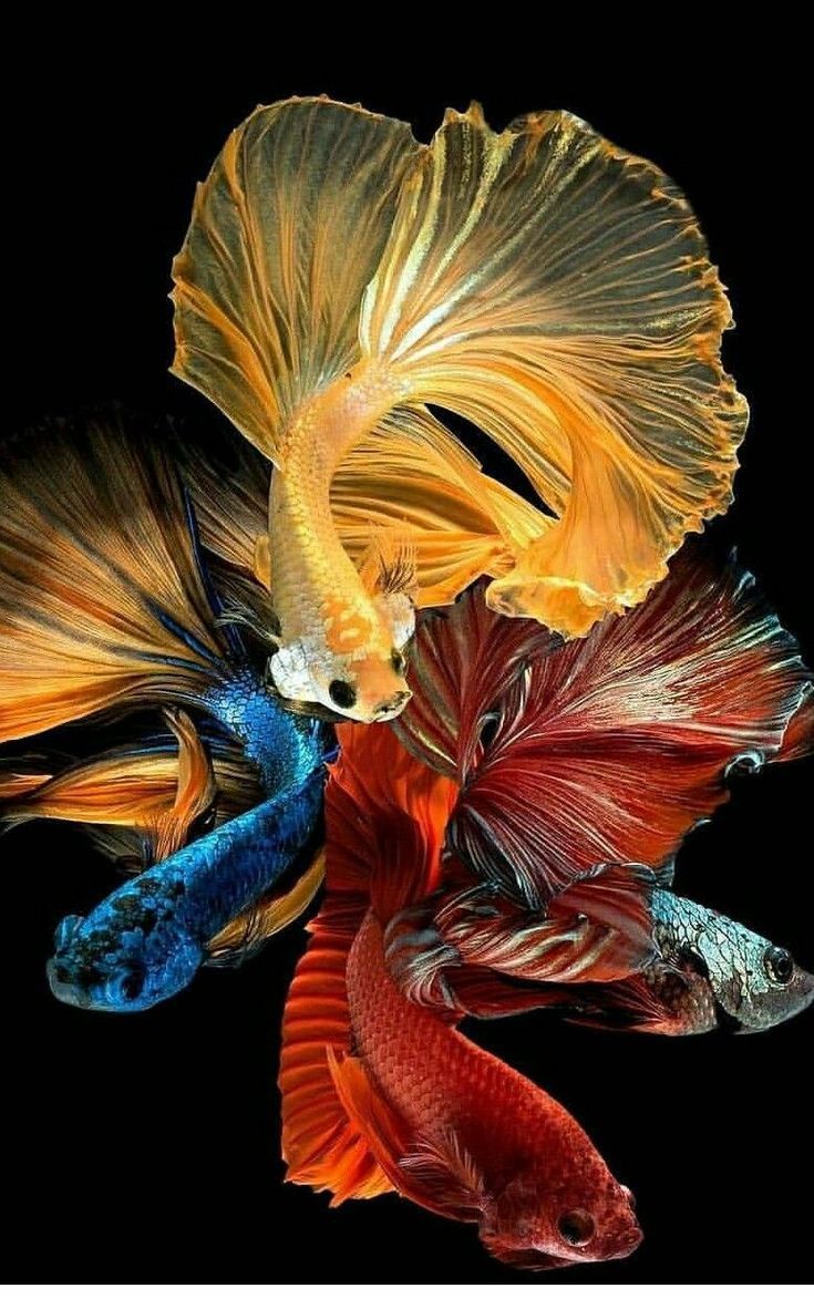 Ornamental fish. Betta fish, Beautiful tropical fish, Pet fish