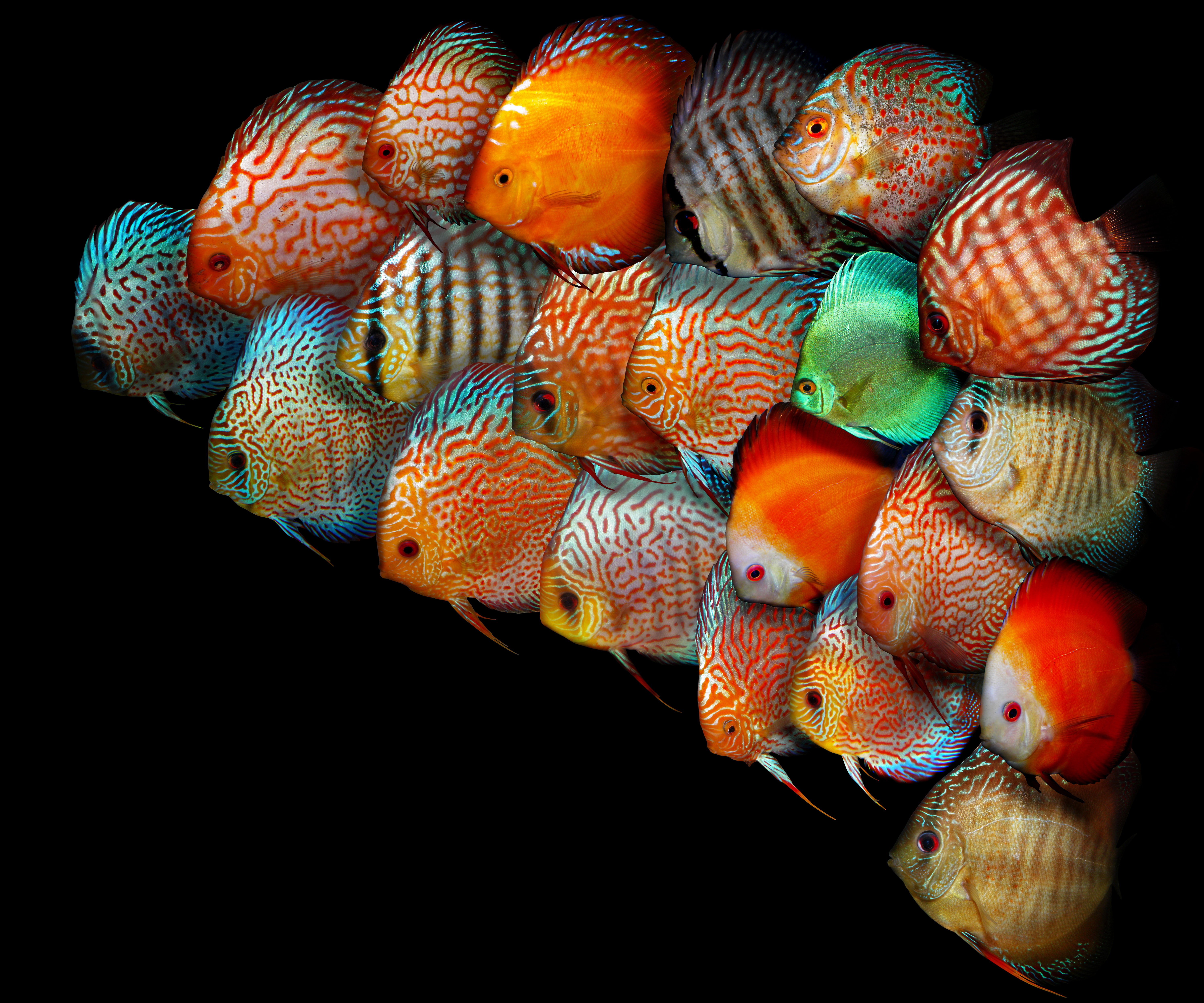 Free download Discus fish wallpaper Epic Car Wallpaper [6000x5000] for your Desktop, Mobile & Tablet. Explore Discus Fish Wallpaper. Discus Fish Wallpaper, Fish Wallpaper, Fish Background