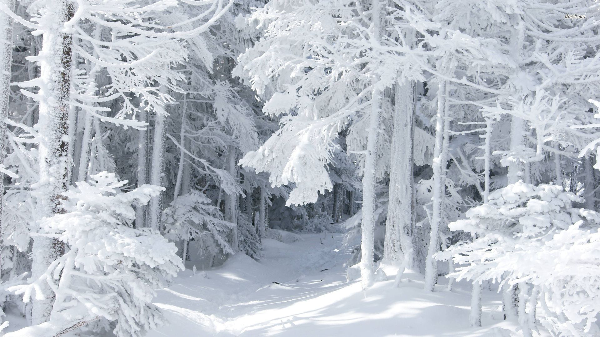 White Forest Wallpaper Free White Forest Background