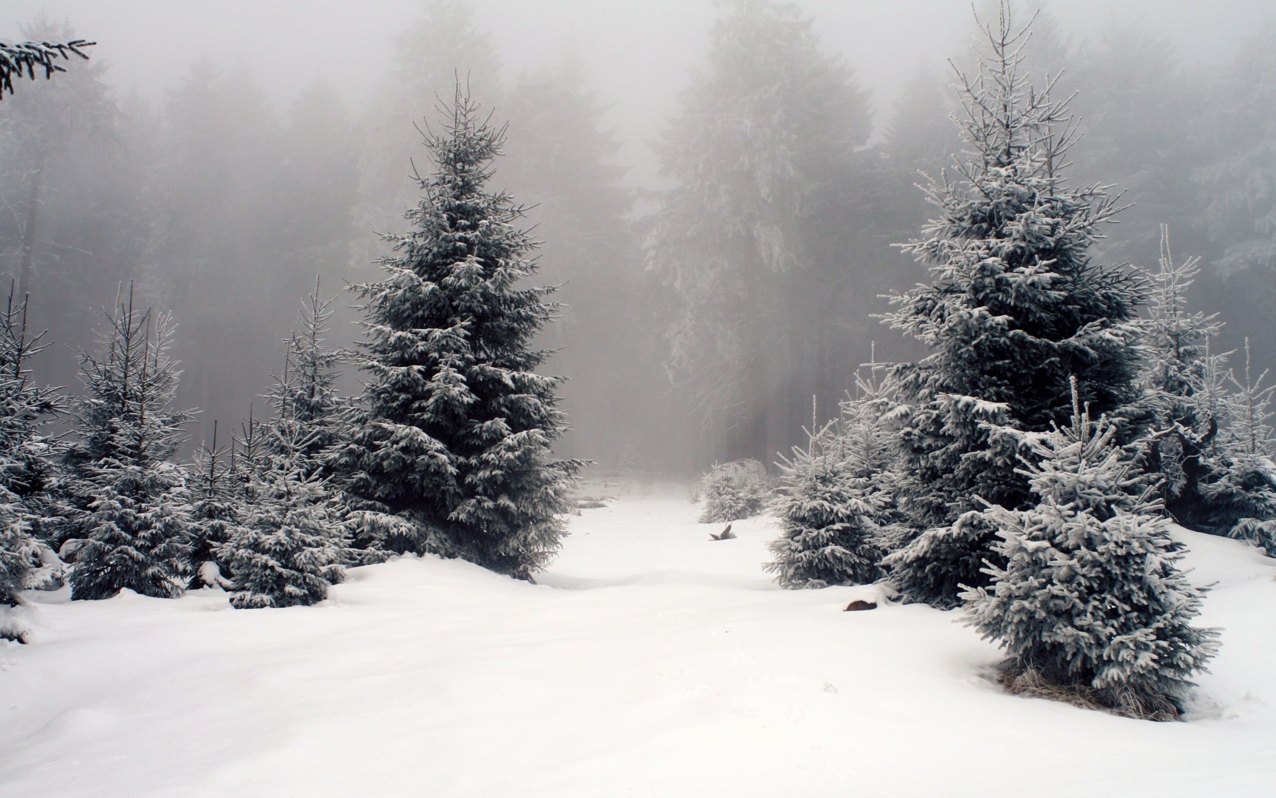 Winter Forest